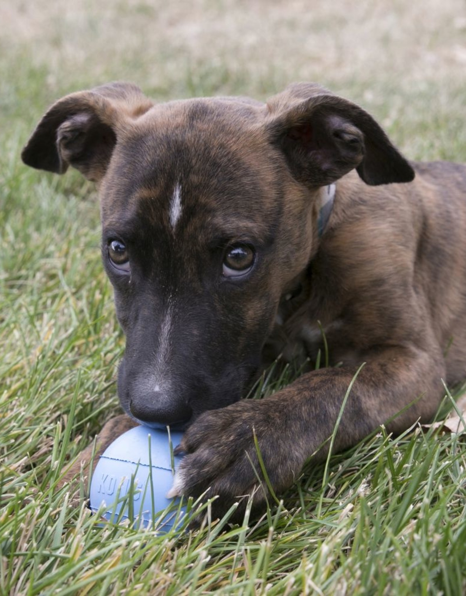 KONG KONG Puppy Ball With Hole Dog Toy Assorted - Small