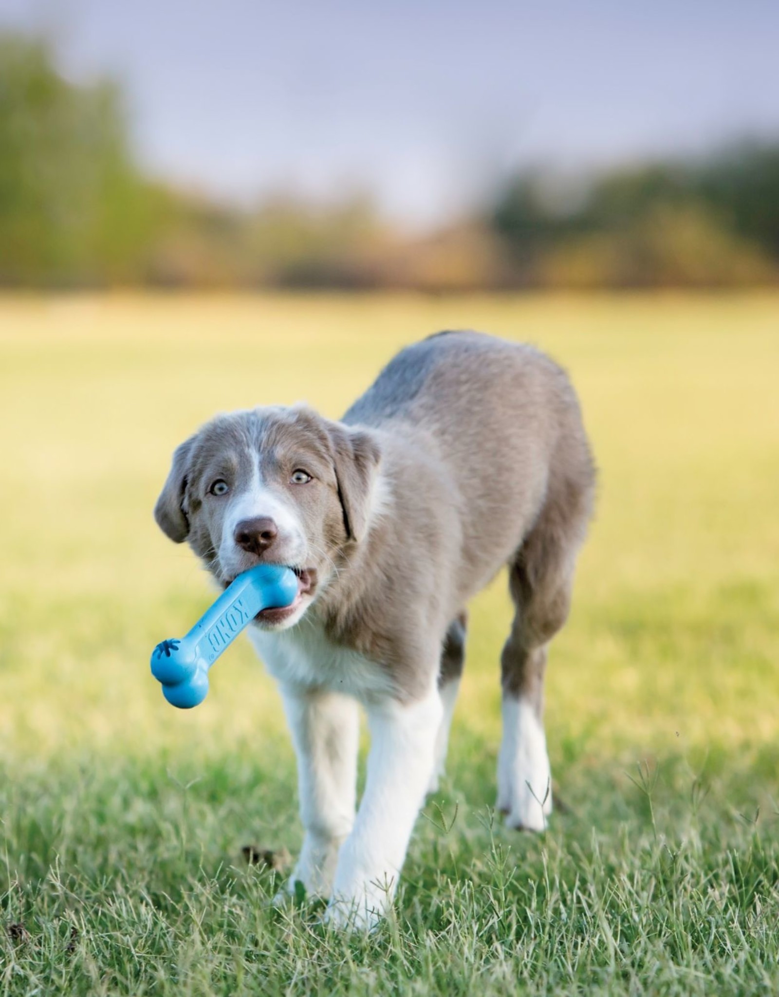 KONG KONG Puppy Goodie Bone Dog Toy - Small