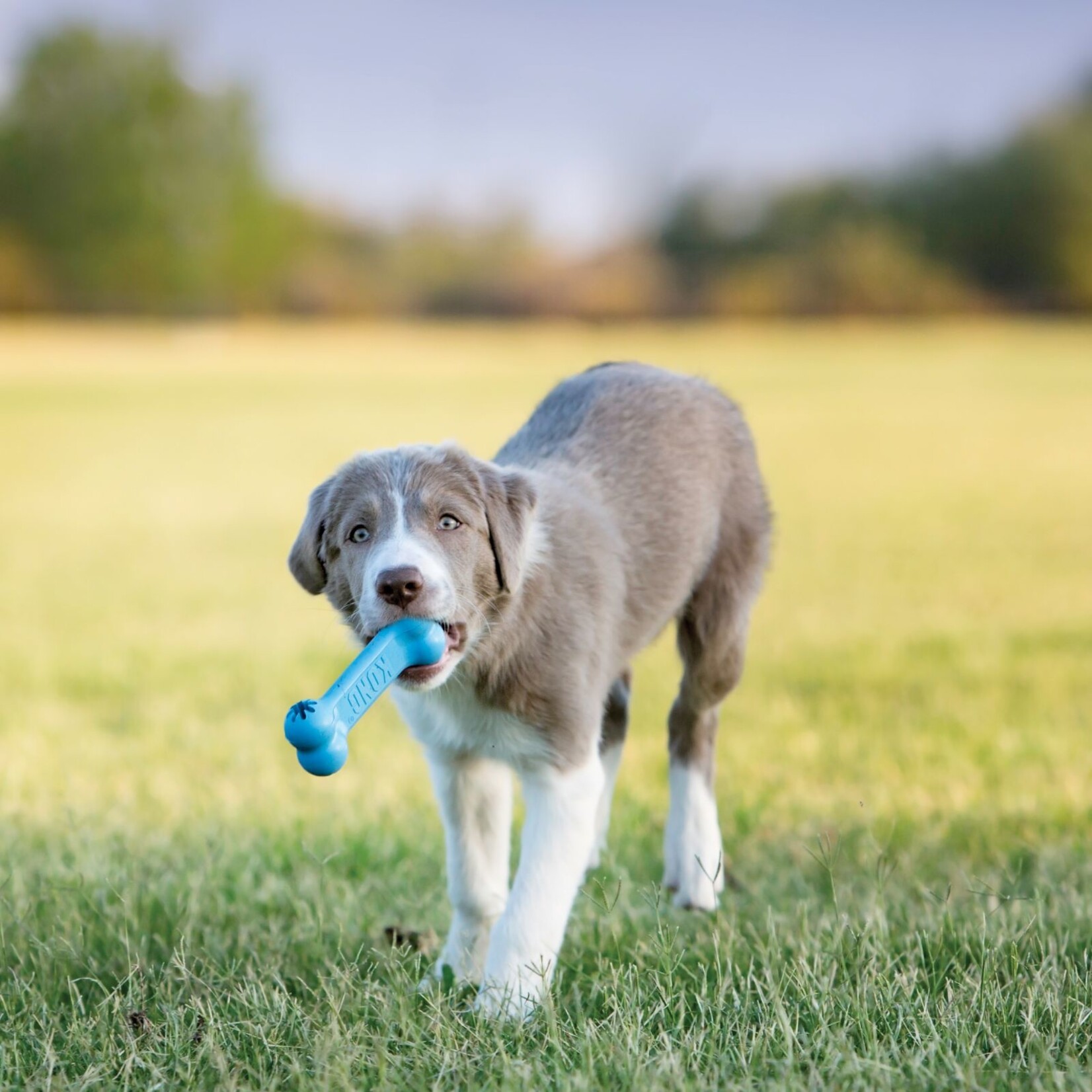 KONG KONG Puppy Goodie Bone Dog Toy - Small