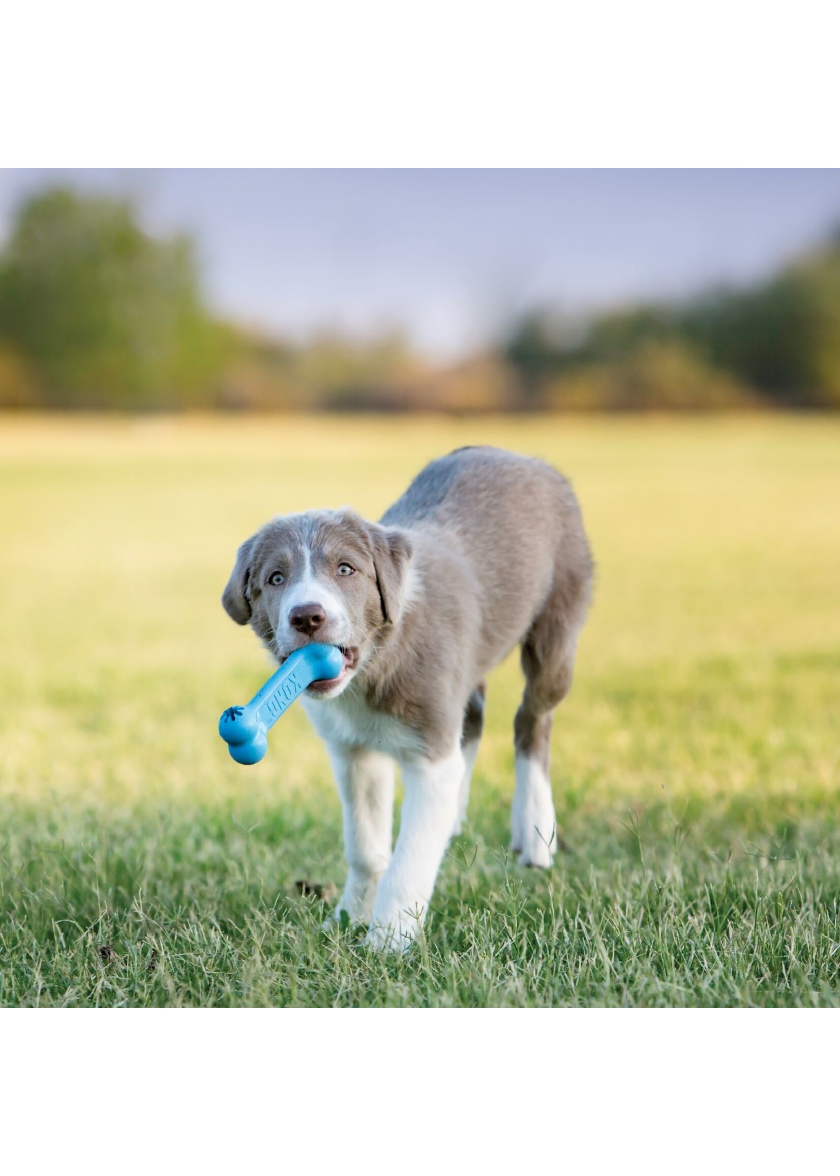 KONG KONG Puppy Goodie Bone Dog Toy - Small