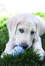 KONG COMPANY KONG SNACKS PUPPY SM