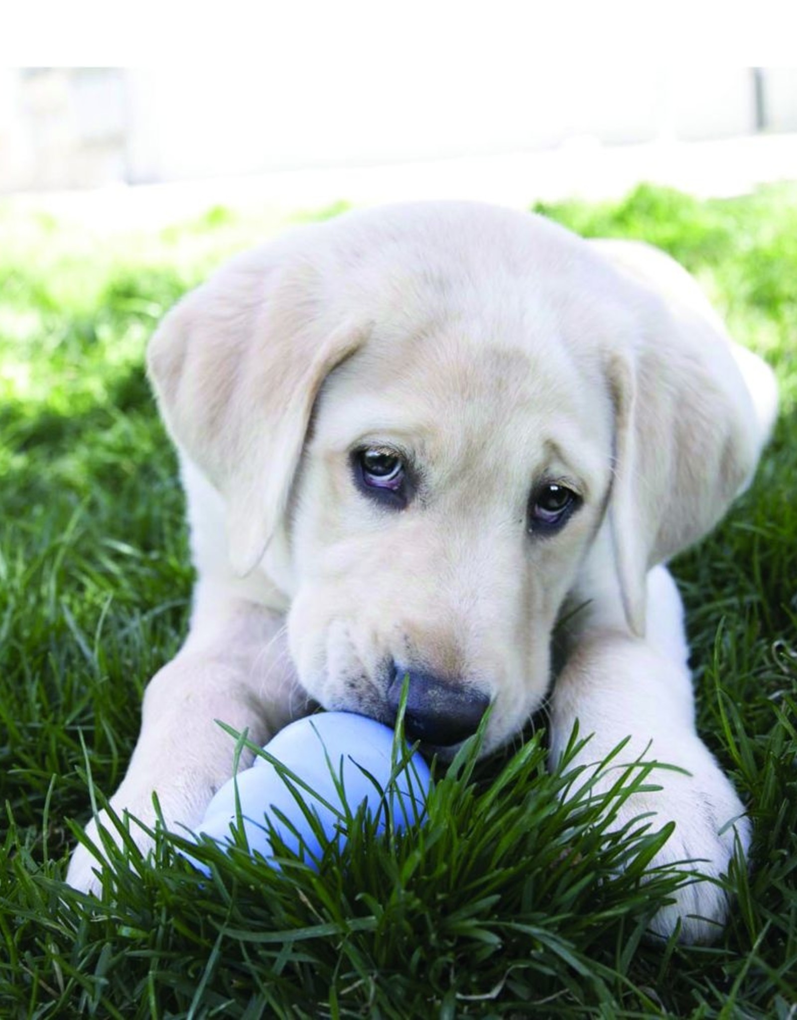 KONG COMPANY KONG SNACKS PUPPY SM