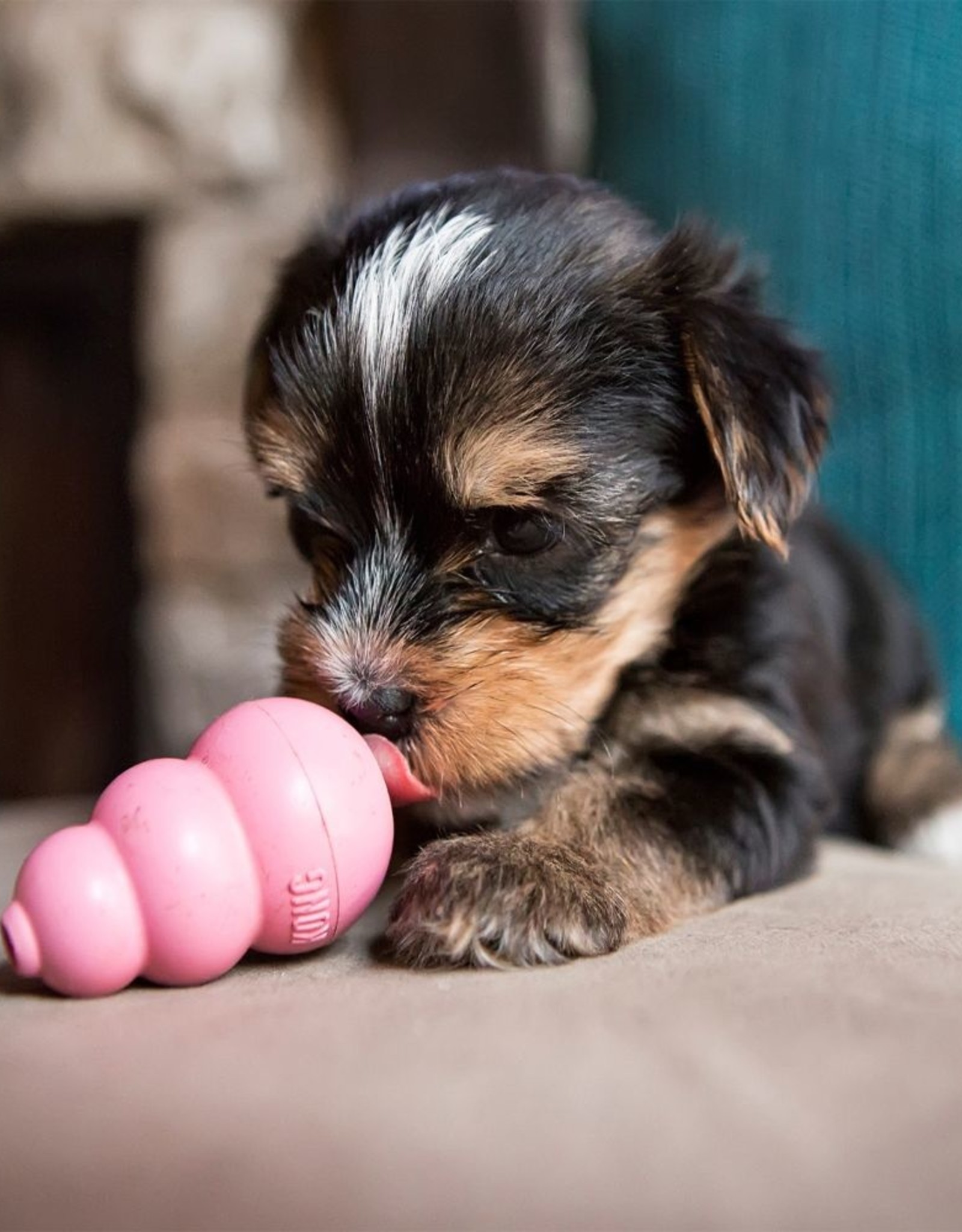 KONG KONG Puppy Dog Toy - Blue, Small