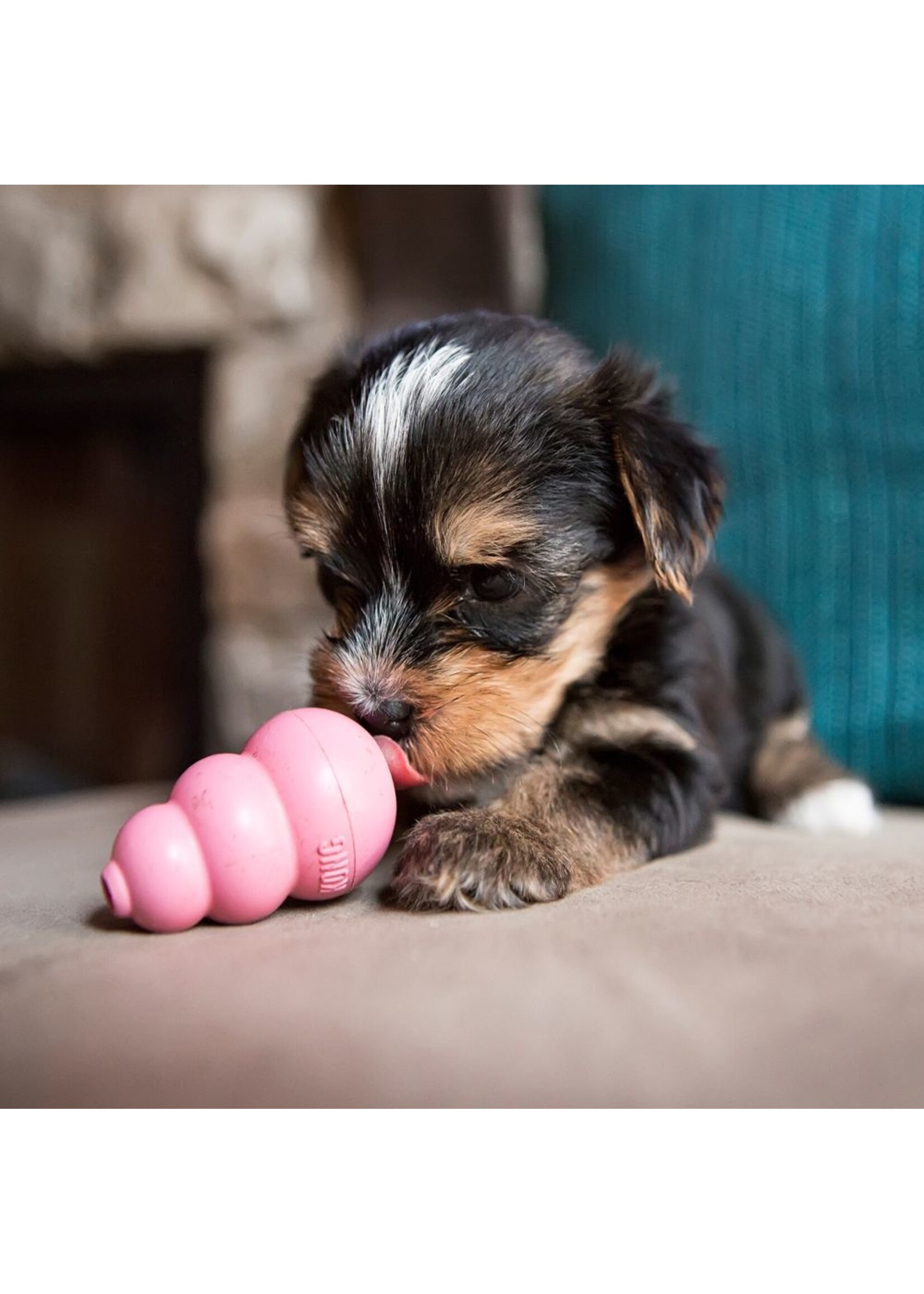 KONG KONG Puppy Dog Toy - Blue, Small