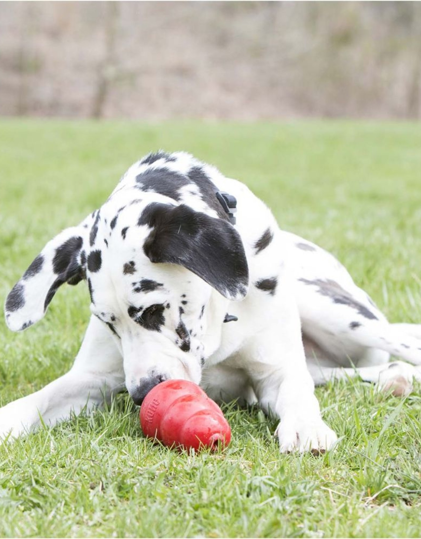 KONG COMPANY KONG STUFF'N SWEET POTATO TUBE 5OZ