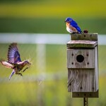 Wild Bird