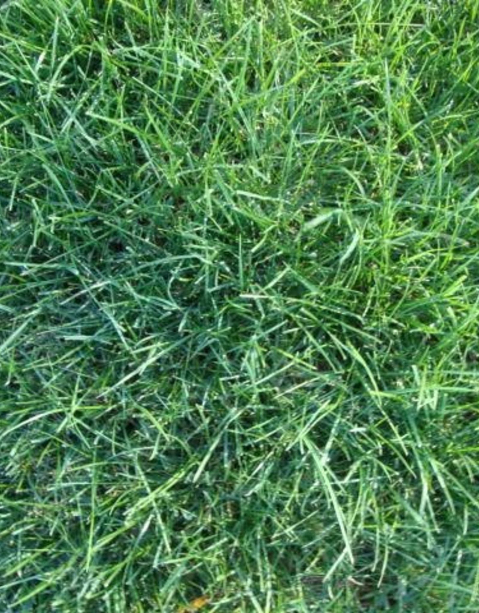Grass Fancy 10 Lawn Mix Turfperfect Pickering Valley Feed Farm Store