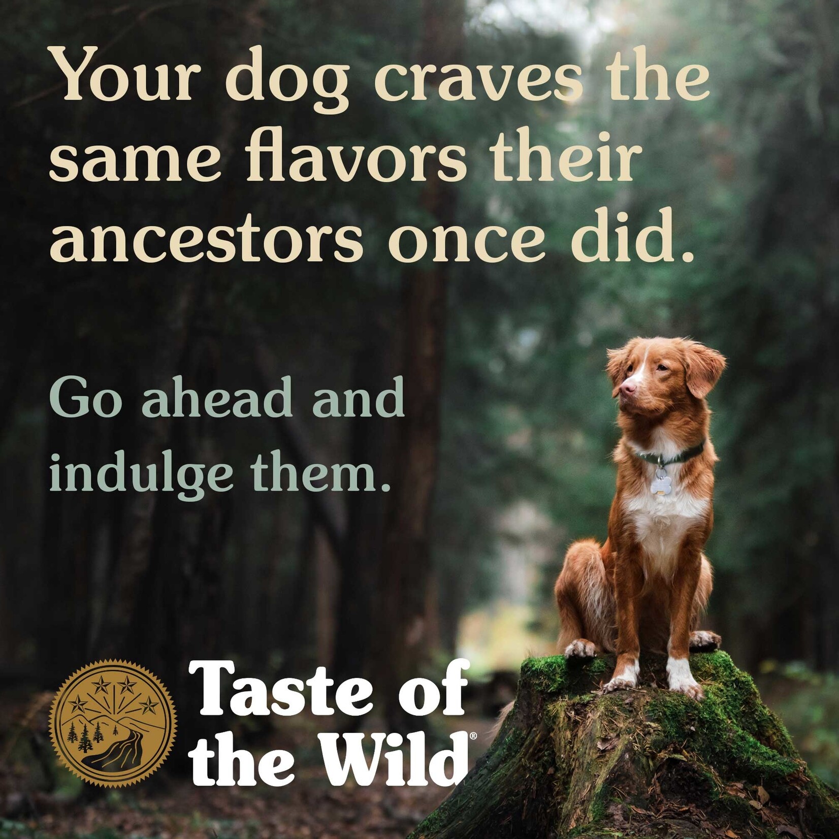 Taste of the Wild Taste of the Wild High Prairie Wet Canned Dog Food with Bison in Gravy - 13.2 Oz, Case of 12