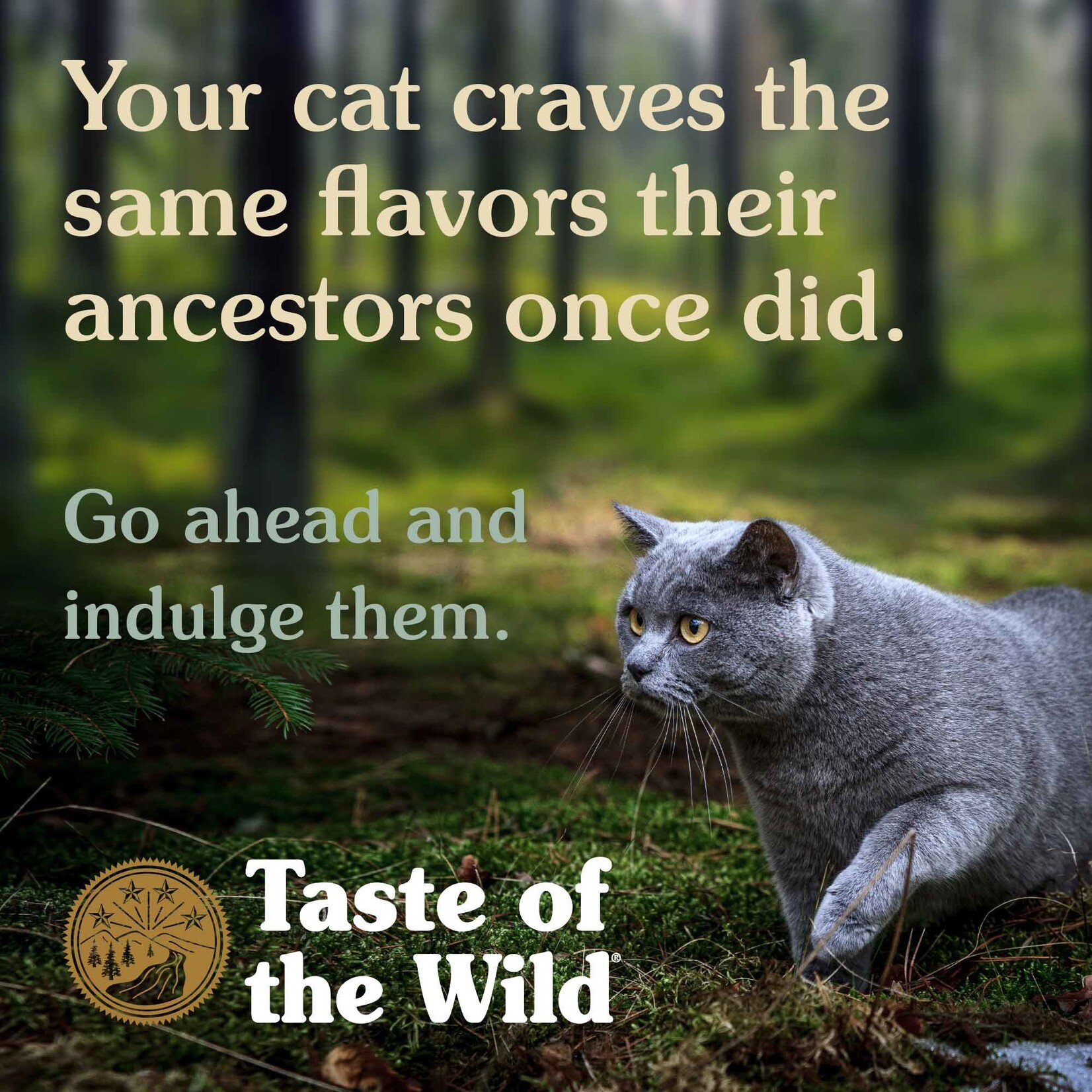 Taste of the Wild TASTE OF THE WILD CAT CAN ROCKY MOUNTAIN 5.5OZ CASE OF 24
