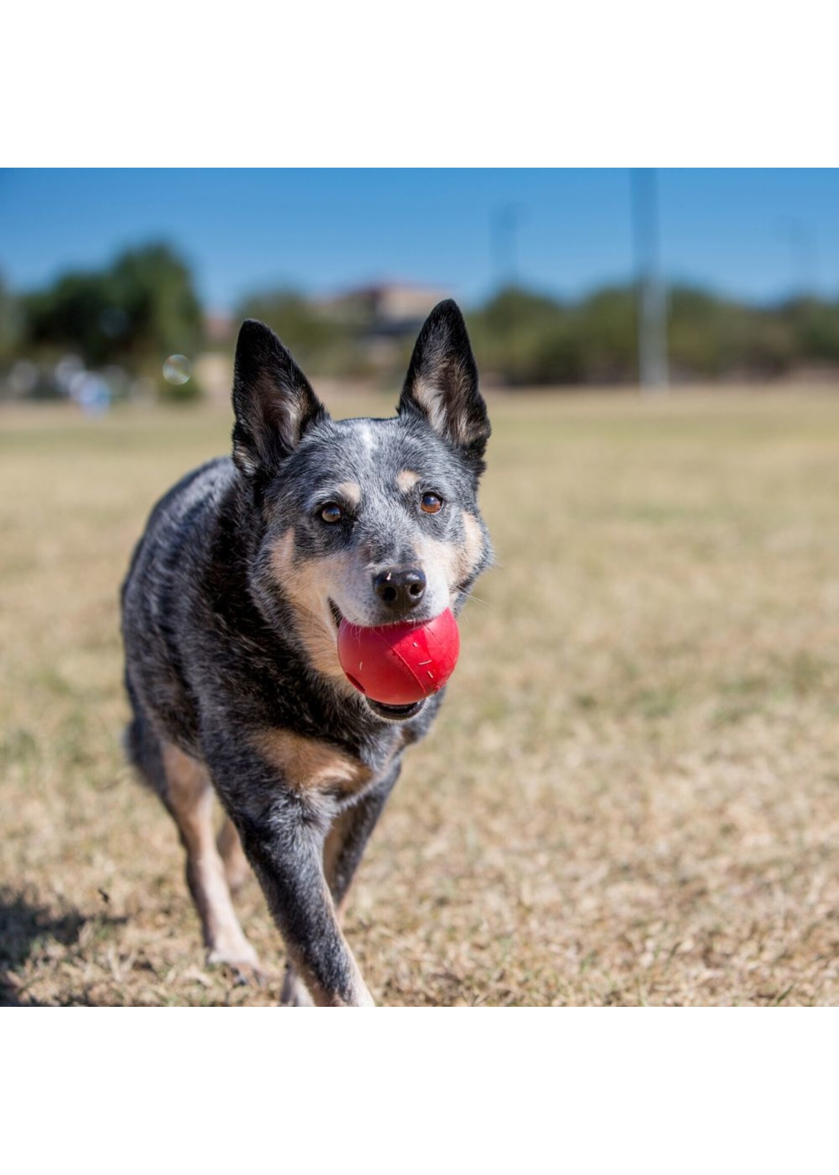 KONG KONG BALL LG