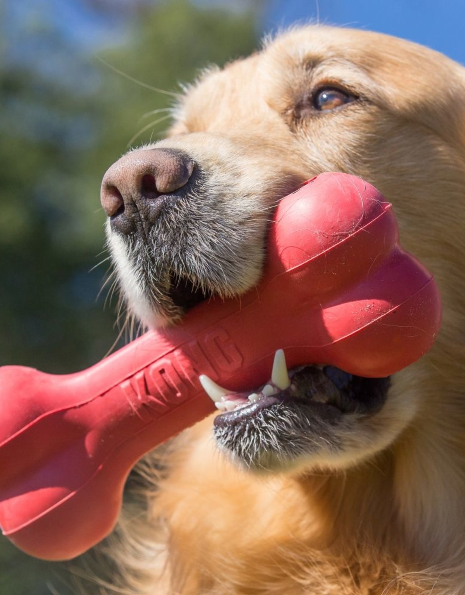 KONG KONG Goodie Bone Dog Toy - Medium