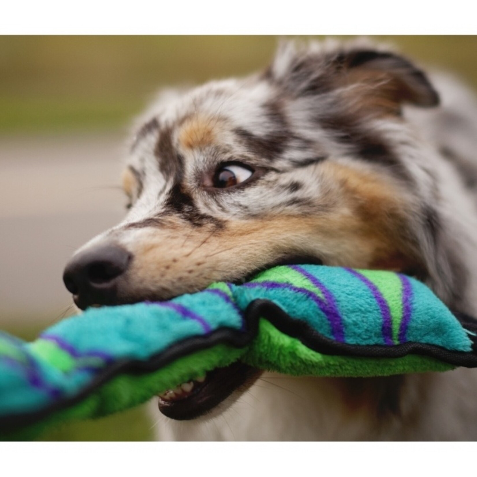 Outward Hound INVINCIBLE SNAKE BLUE/GREEN 3SQK