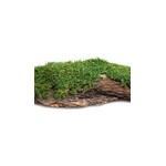 Galapagos Galapagos Basking Bark Natural - 1 piece