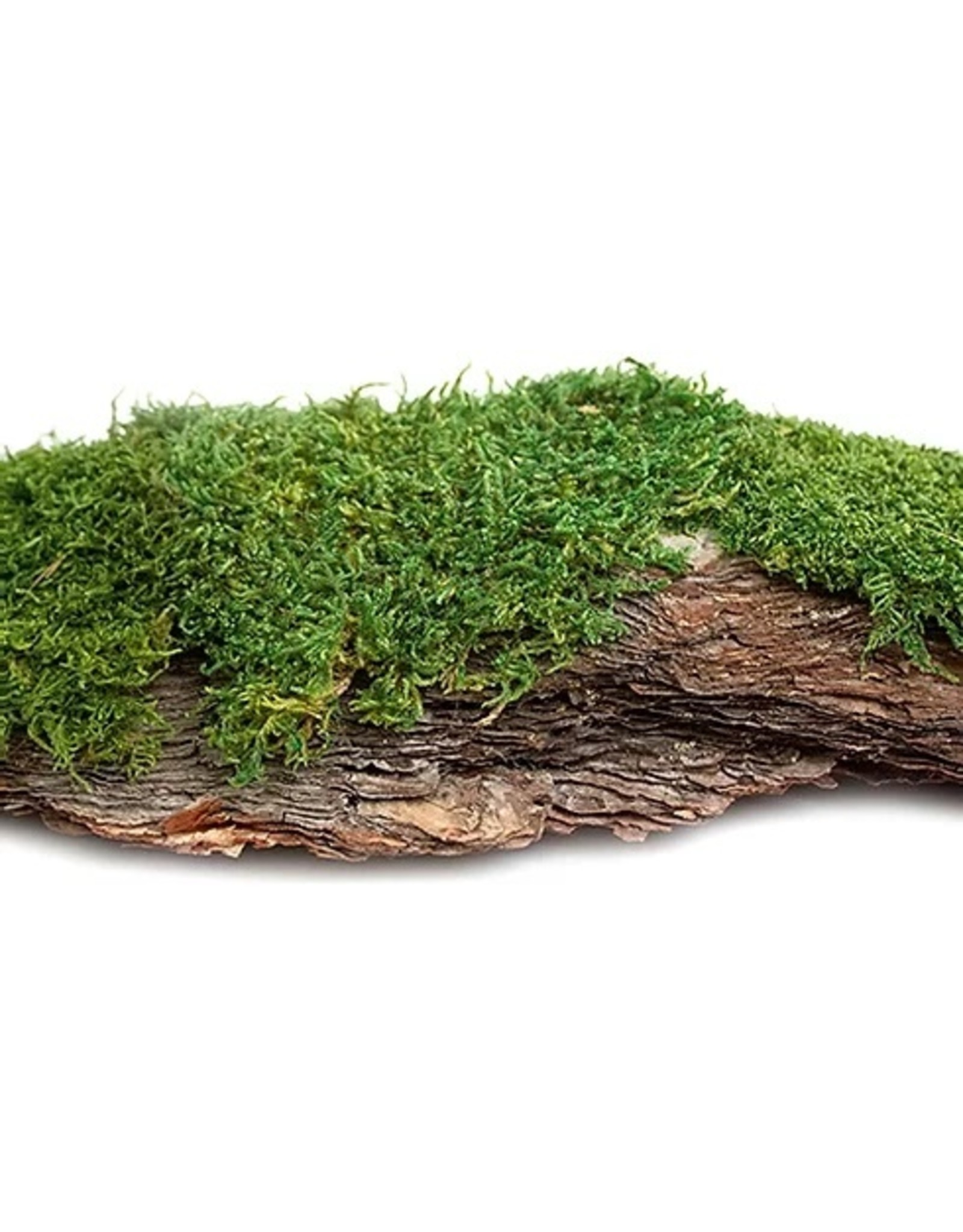 Galapagos Galapagos Basking Bark Natural - 1 piece