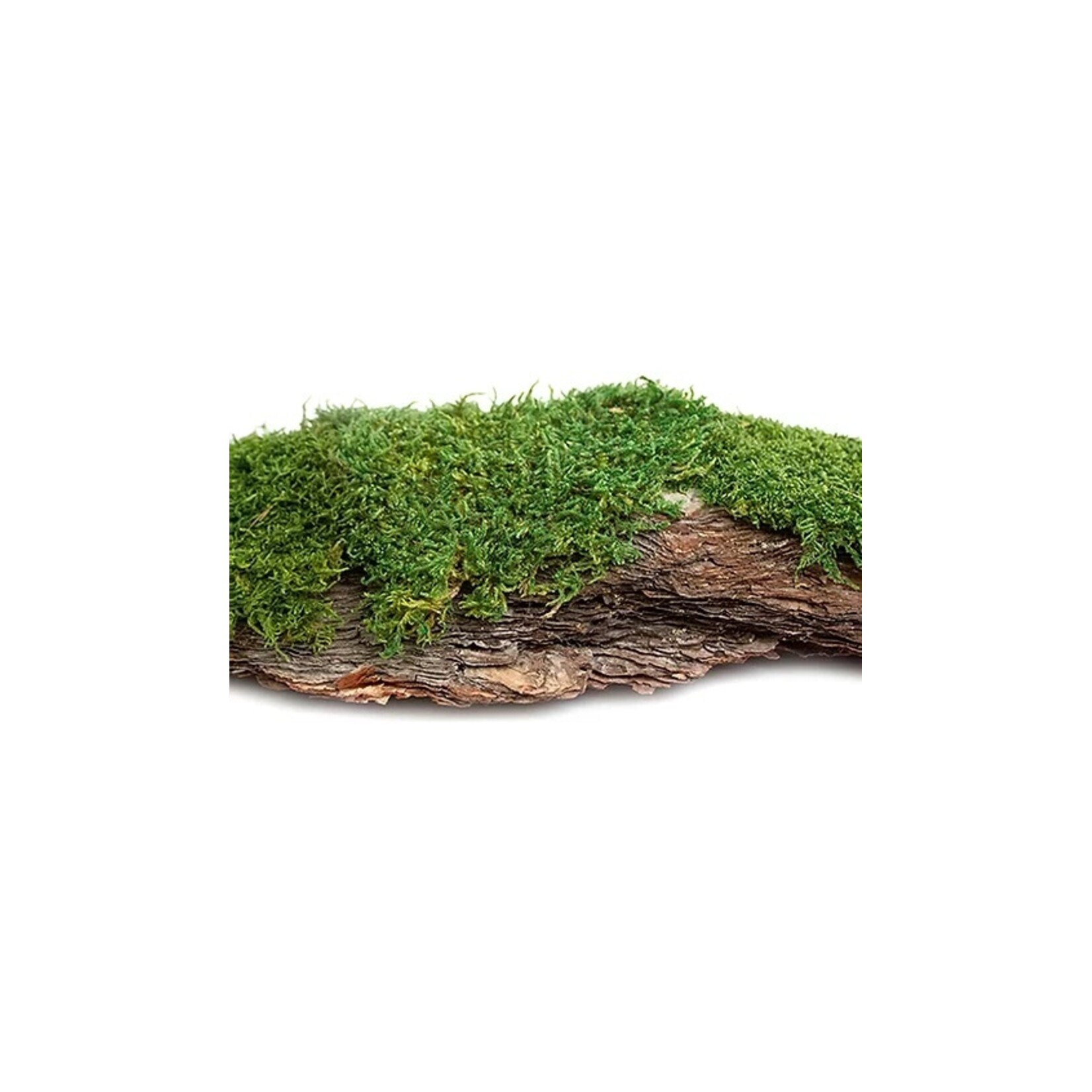 Galapagos Galapagos Basking Bark Natural - 1 piece