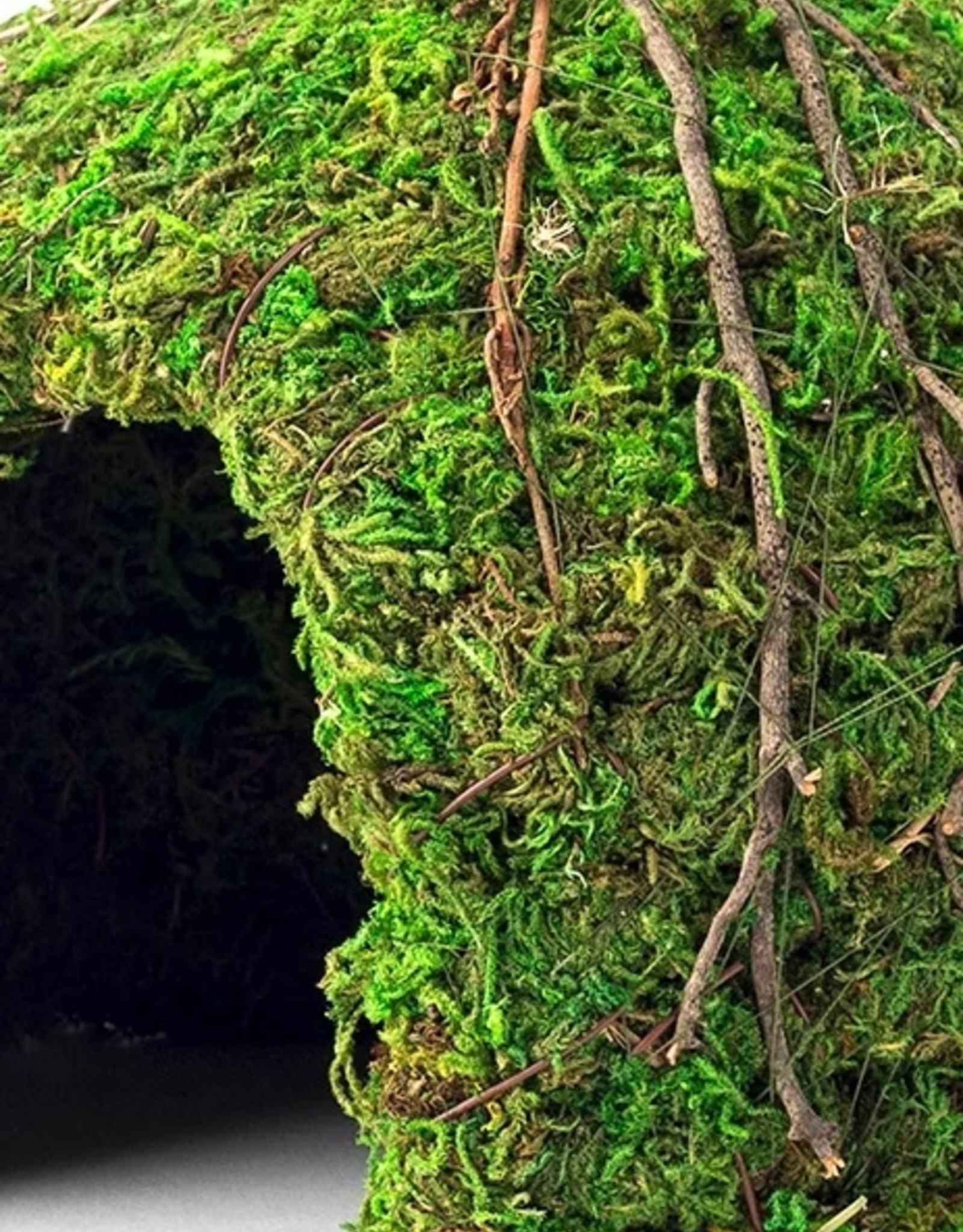 Galapagos Galapagos Mossy Dome Terrarium Hideaway  Fresh Green  1 Each/6 in