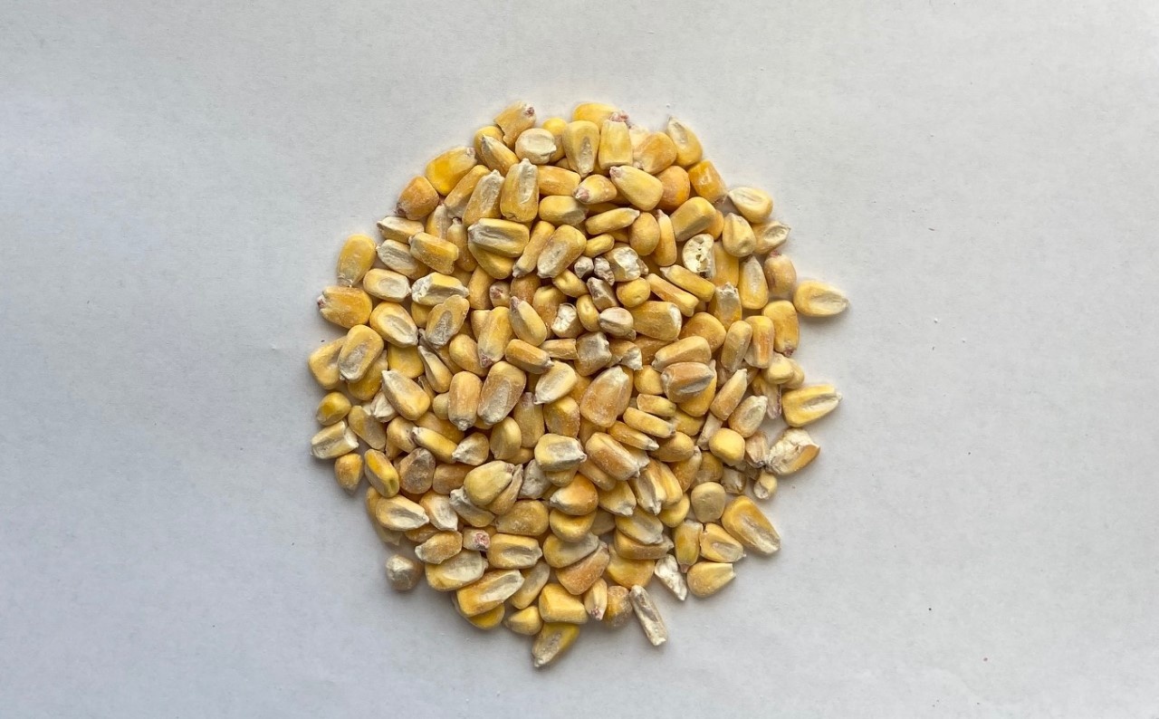 SHELLED WHOLE CORN 10LBS Pickering Valley Feed & Farm Store