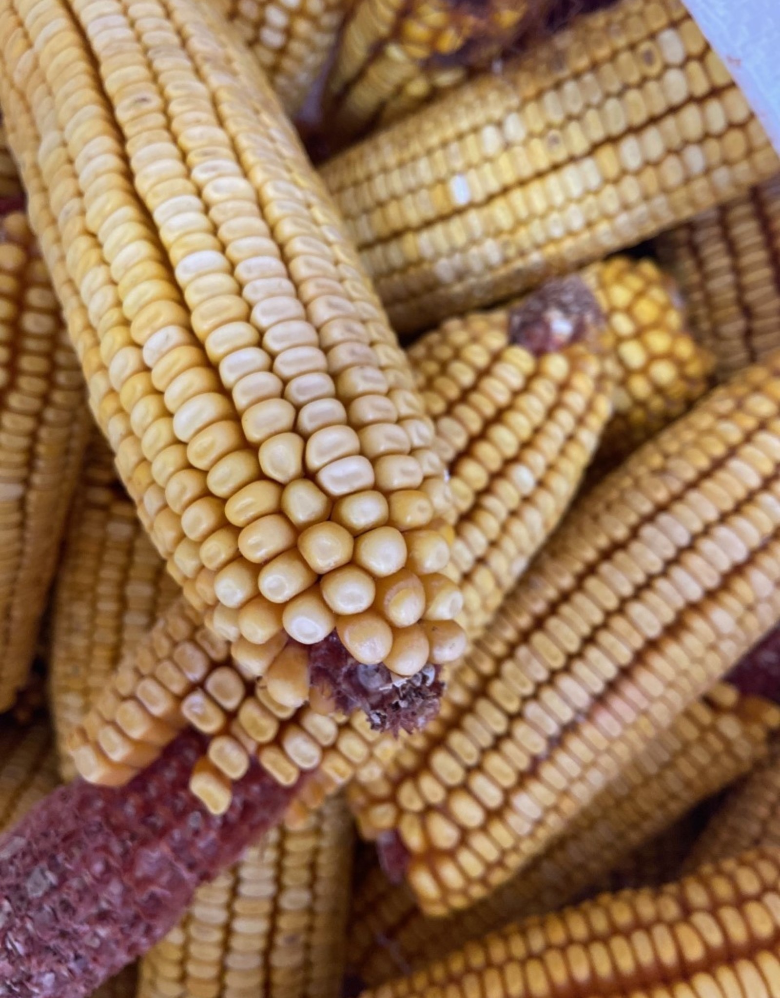 OLEY VALLEY COB CORN 50LBS