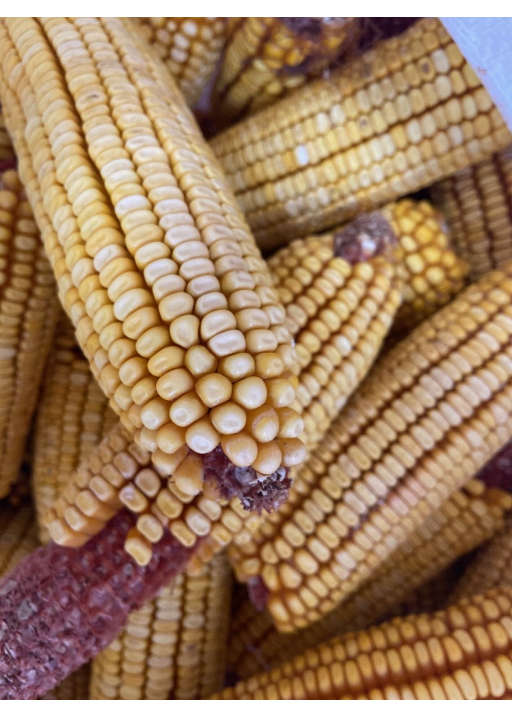 Oley Valley COB CORN 50LBS