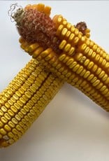 OLEY VALLEY COB CORN 50LBS