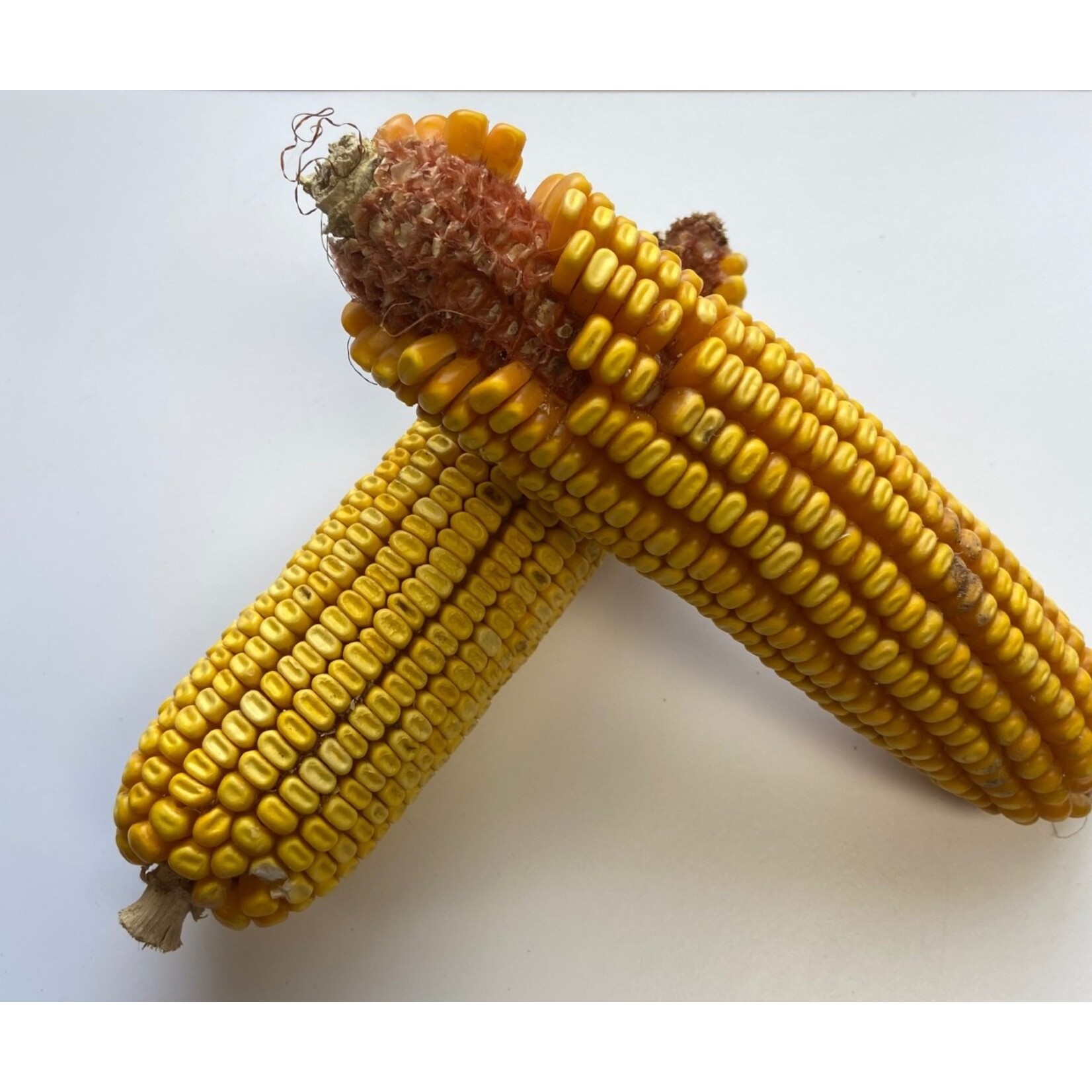 Oley Valley COB CORN 50LBS