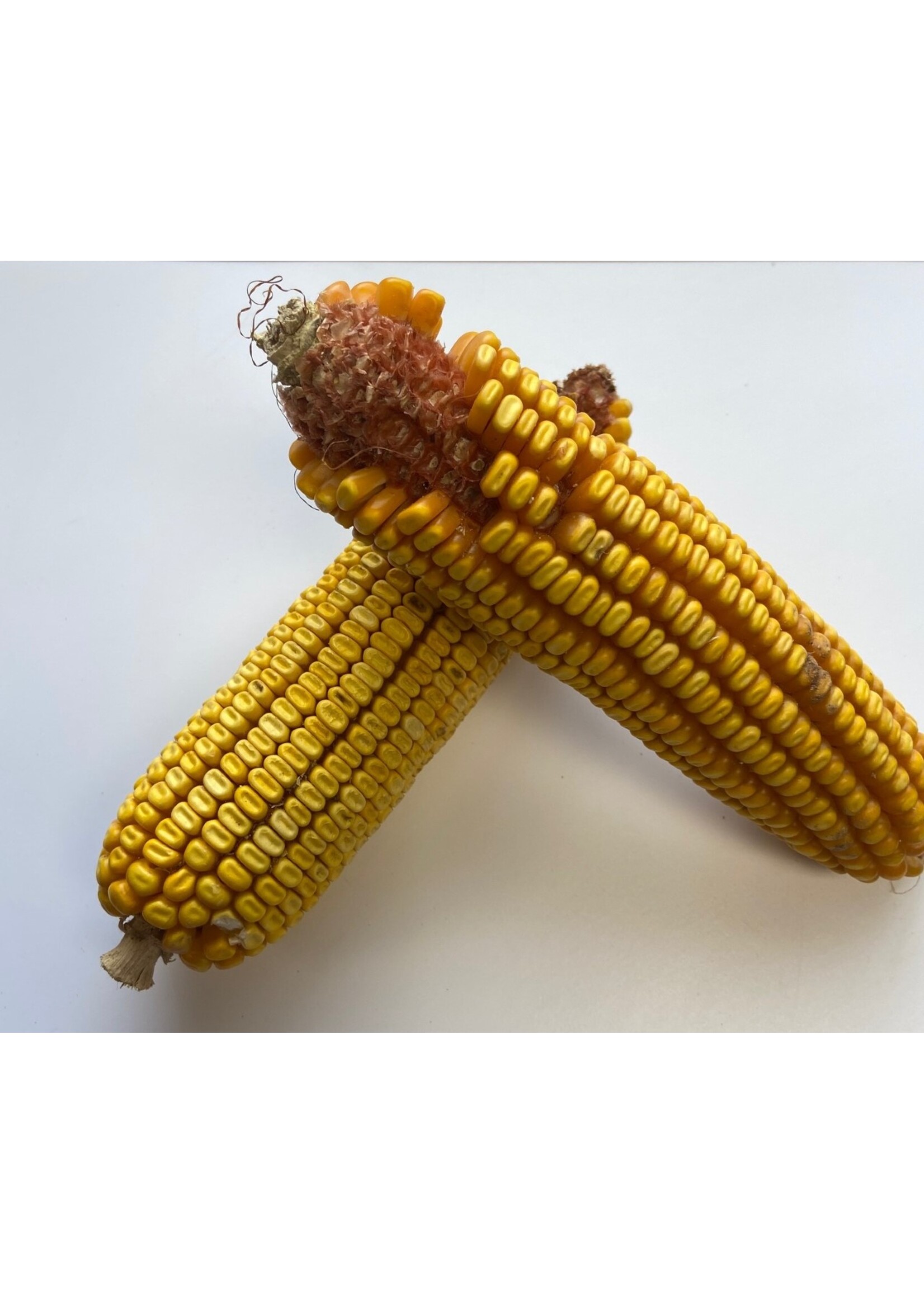 Oley Valley COB CORN 50LBS