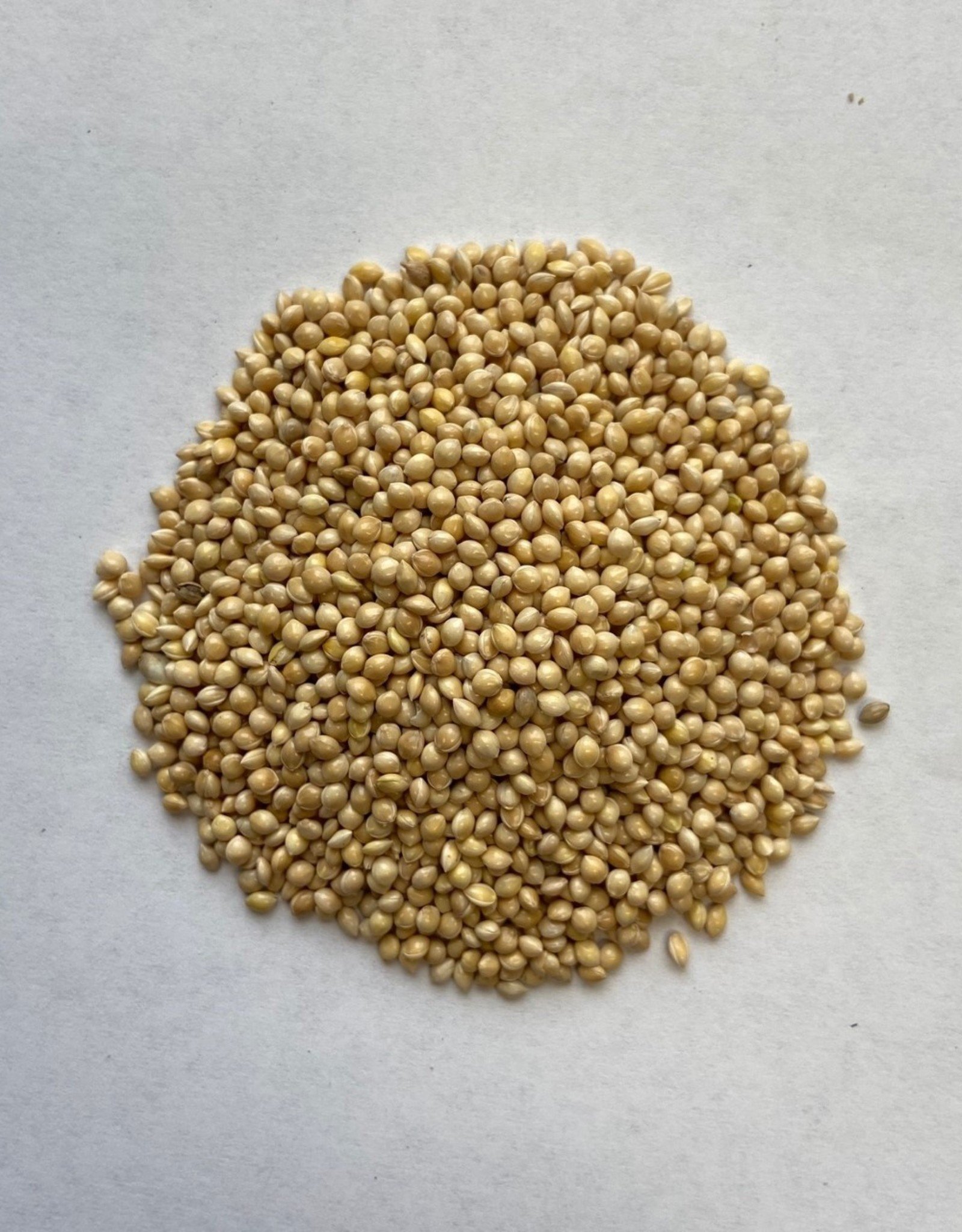 WHITE MILLET 50 LBS