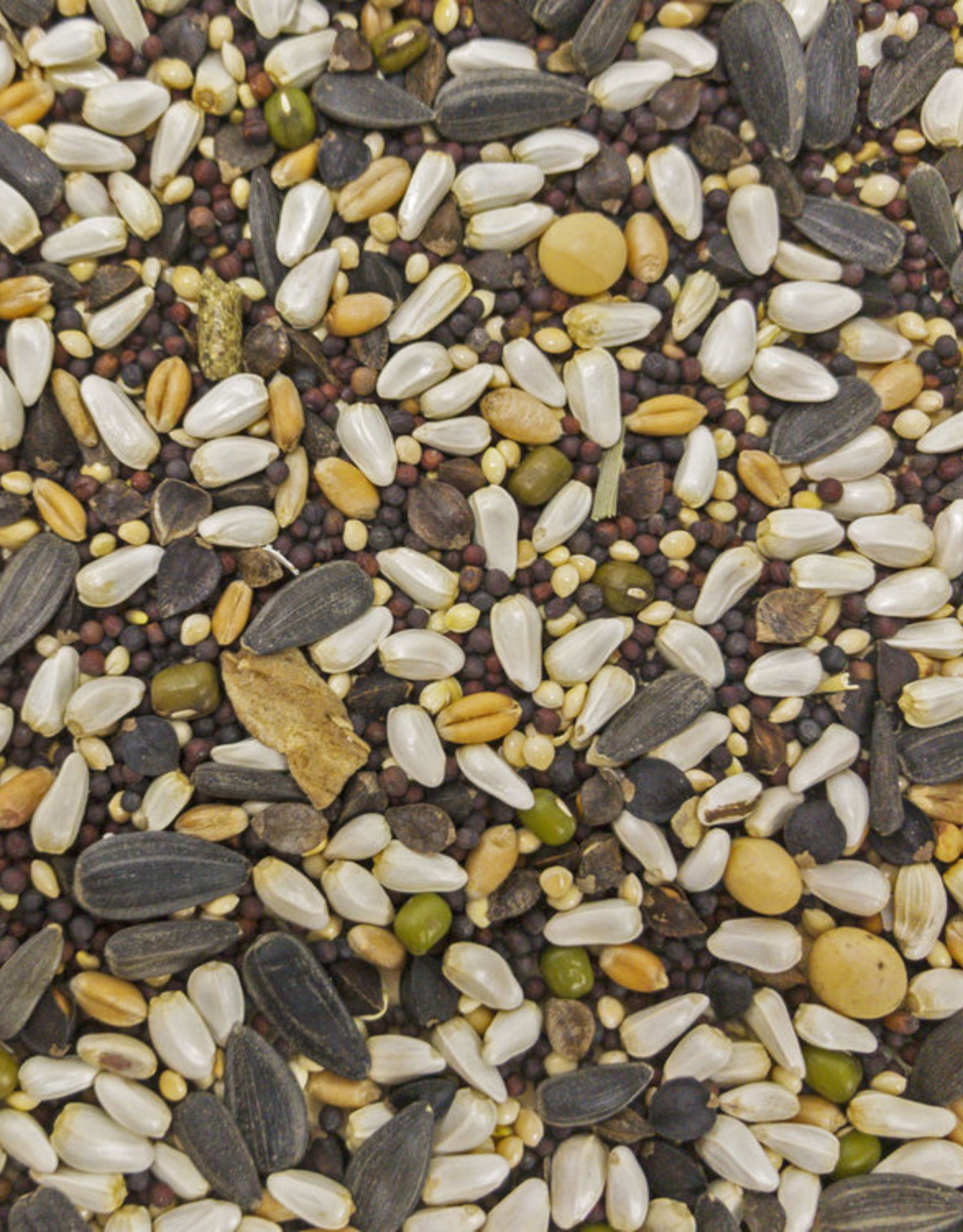 Versele-Laga Higgins Versele-Laga Higgins Sunburst Soak n Sprout Small Bird Treat - 3 oz.