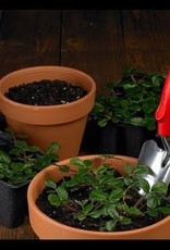 Corona Corona Trowel Comforttool Grip Wide 3in Blade Aluminum Alloy