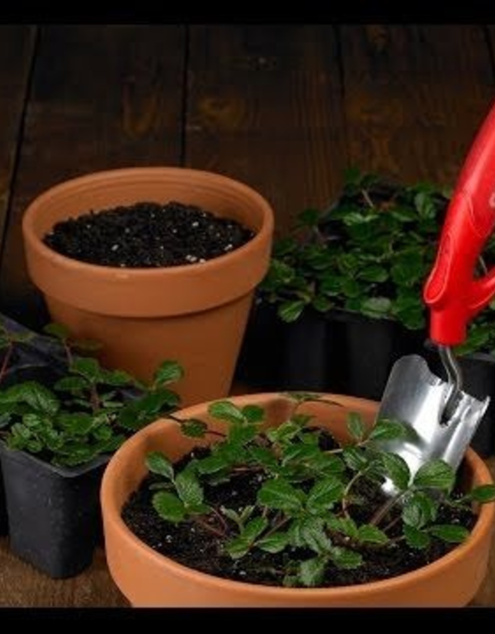 Corona Corona Trowel Comforttool Grip Wide 3in Blade Aluminum Alloy