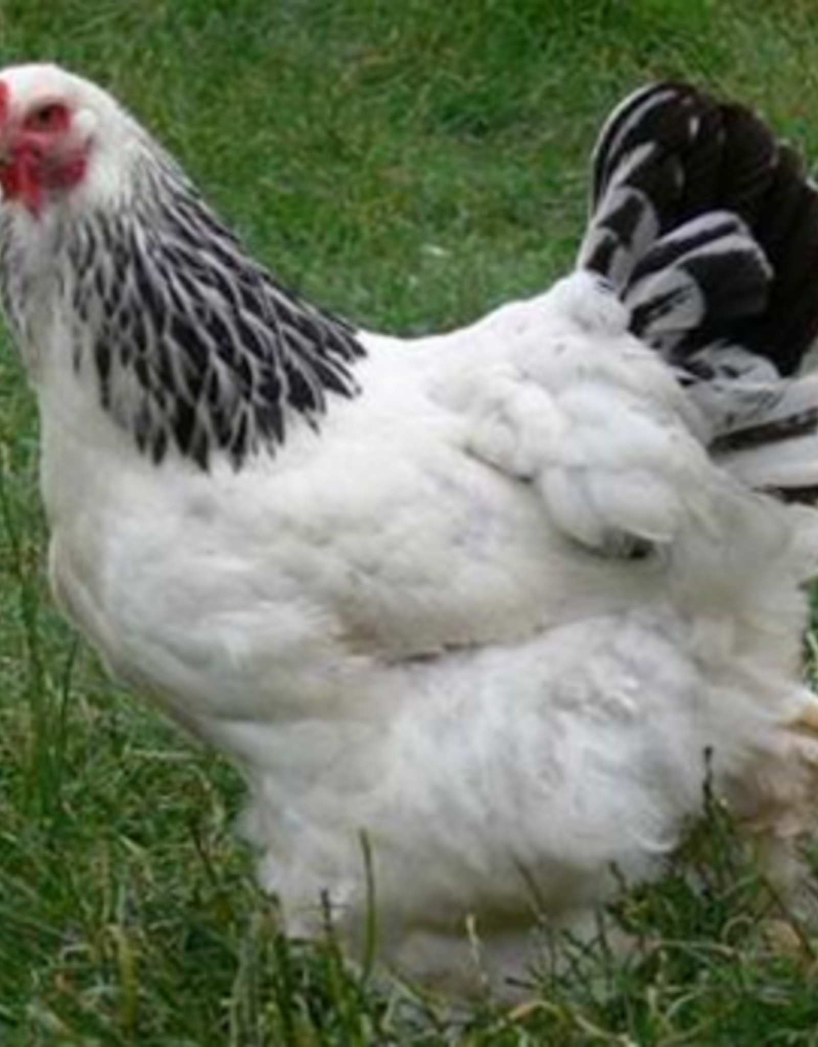 Buff Brahma Chicks For Sale -Gentle Giants- Valley Hatchery