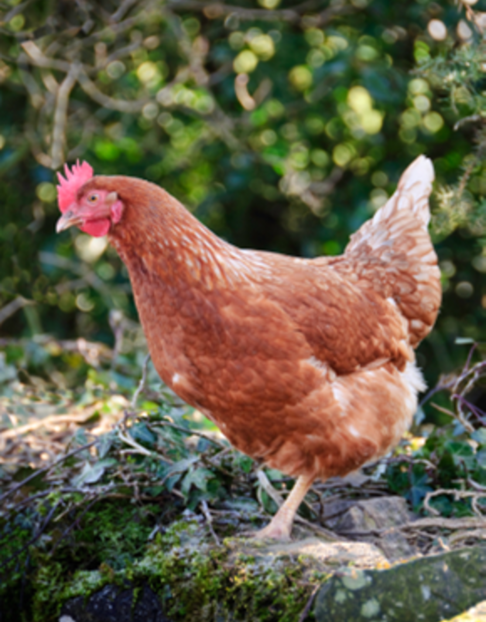 Buff Brahma Chicks For Sale -Gentle Giants- Valley Hatchery