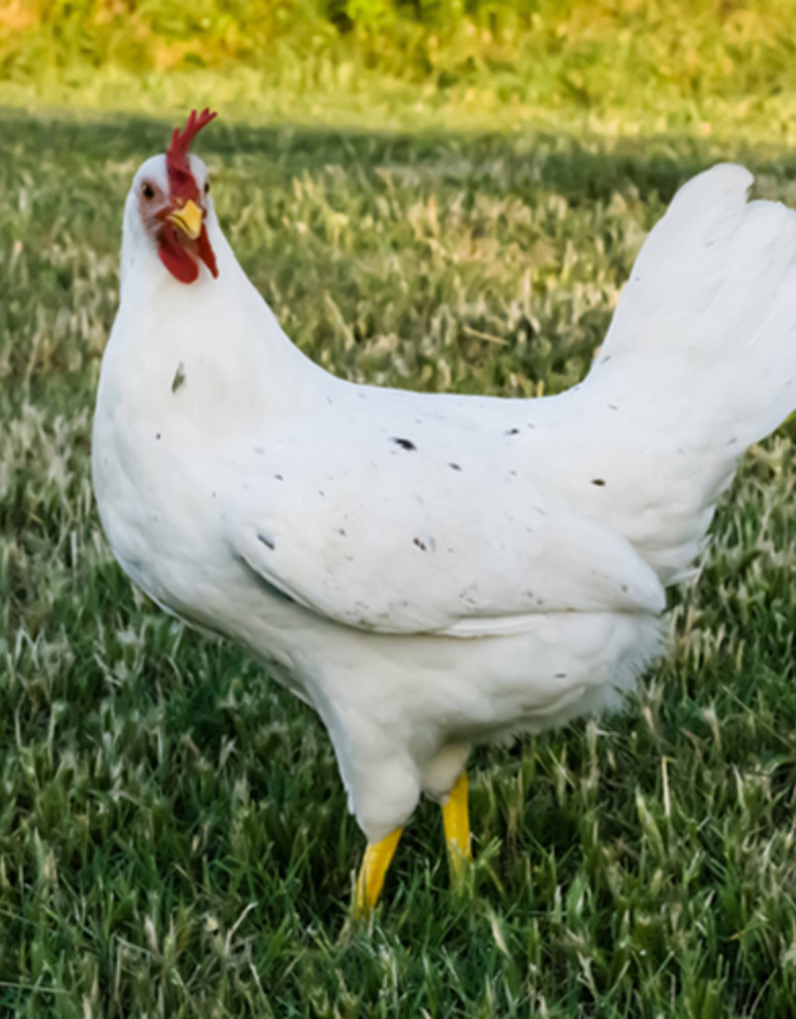 IDEAL HATCHERY CHICK 3-17-2021