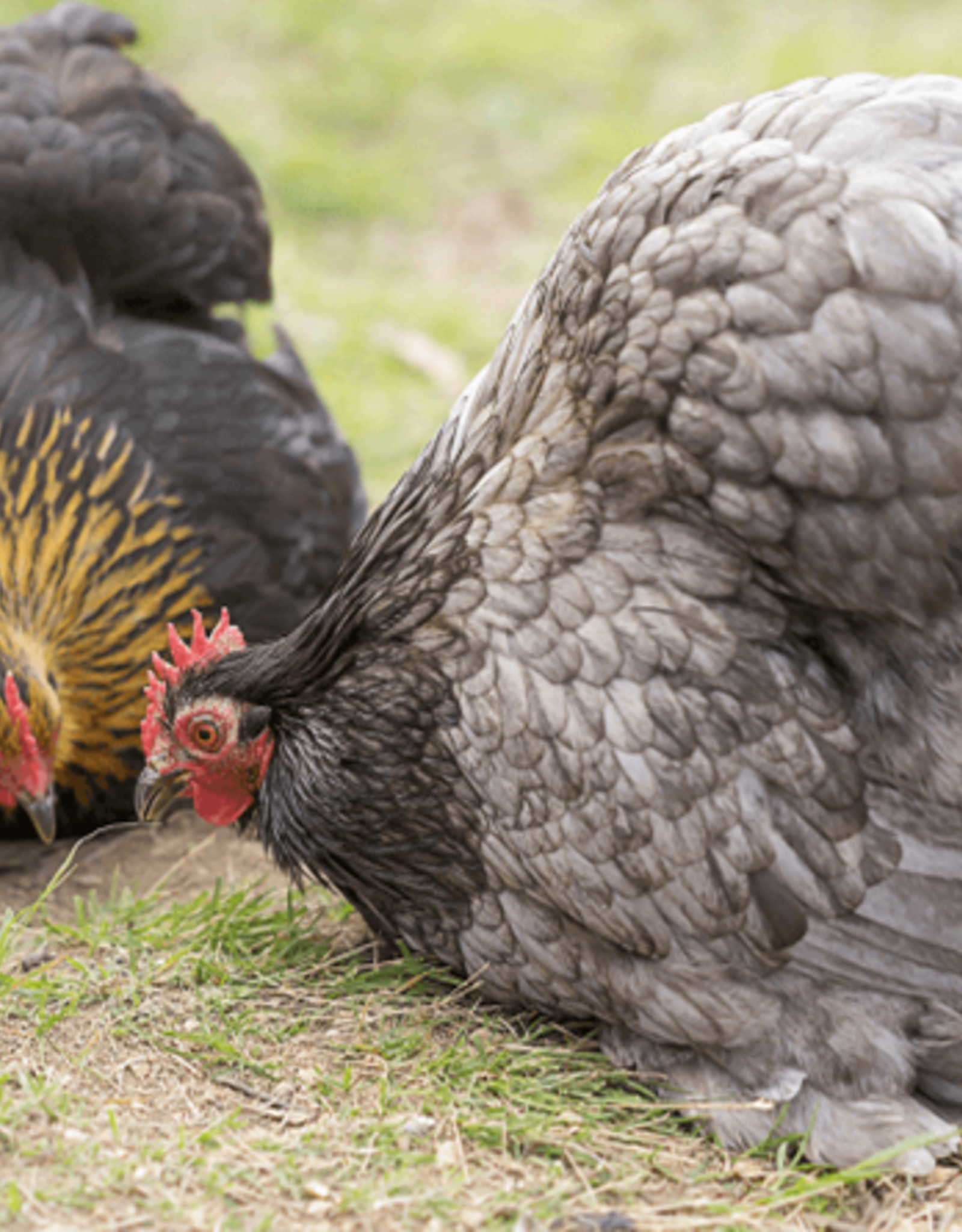 Buff Brahma Chicks For Sale -Gentle Giants- Valley Hatchery