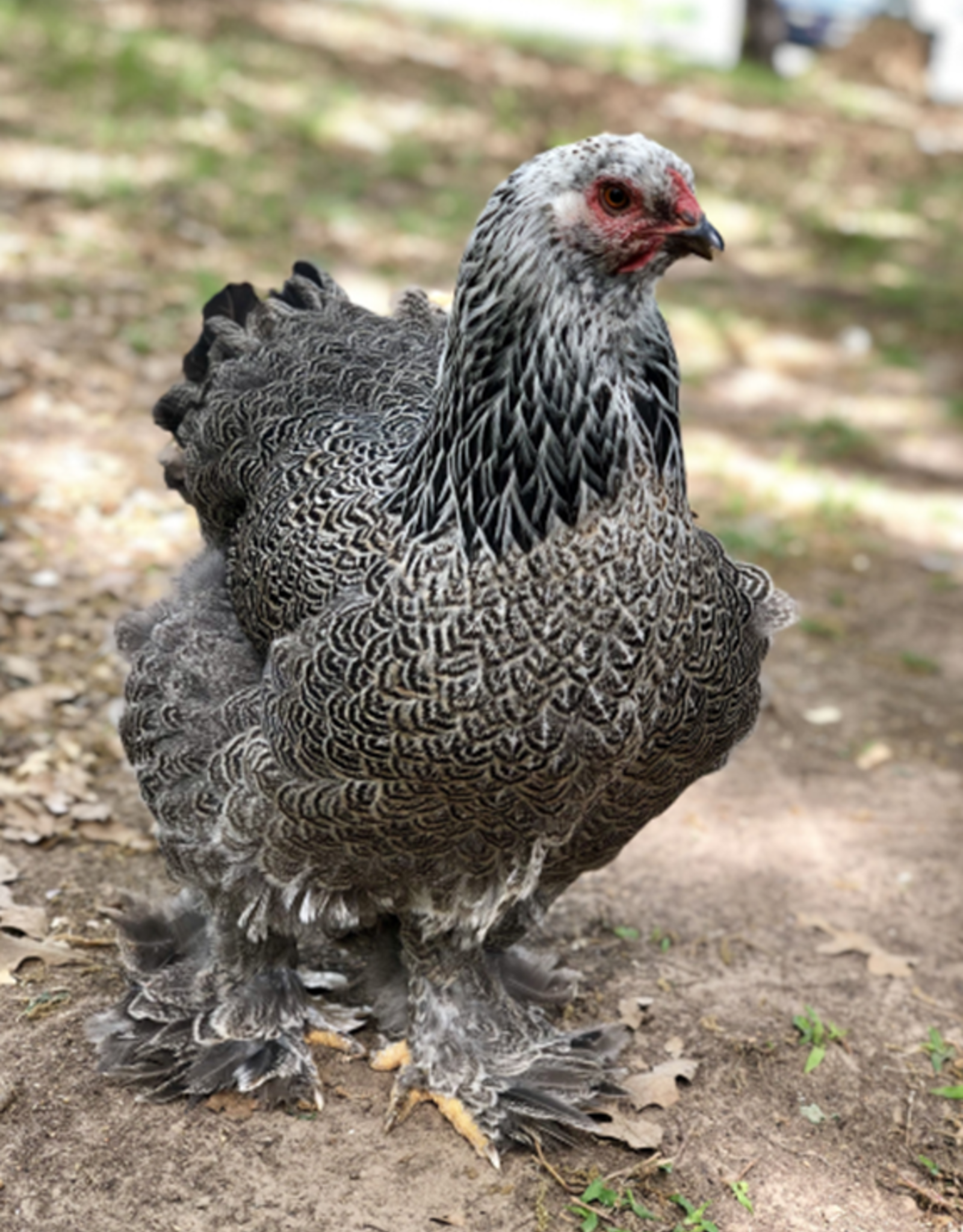 IDEAL HATCHERY CHICKS 3-18-2022