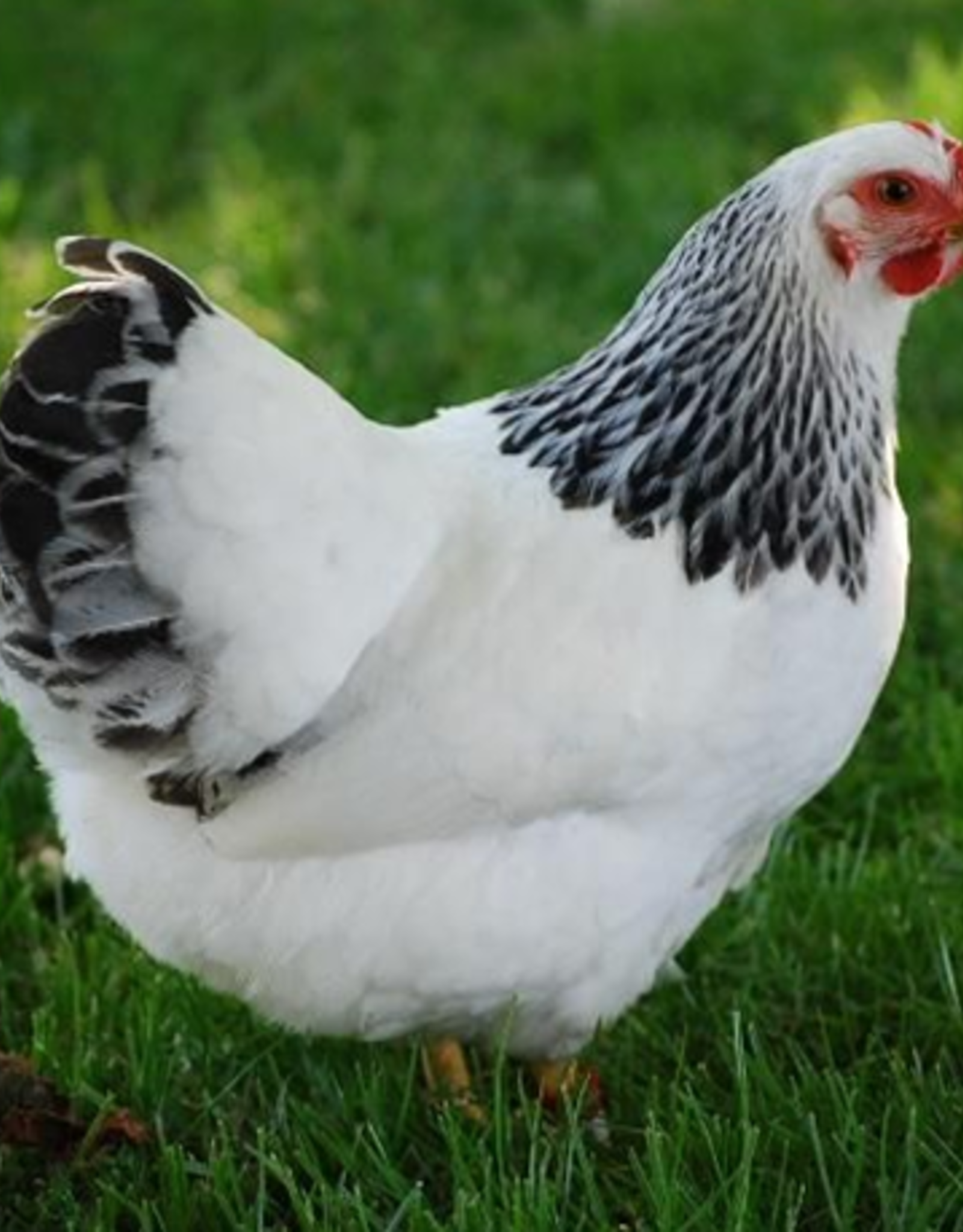 Silver Laced Polish Chicks For Sale - Valley Hatchery