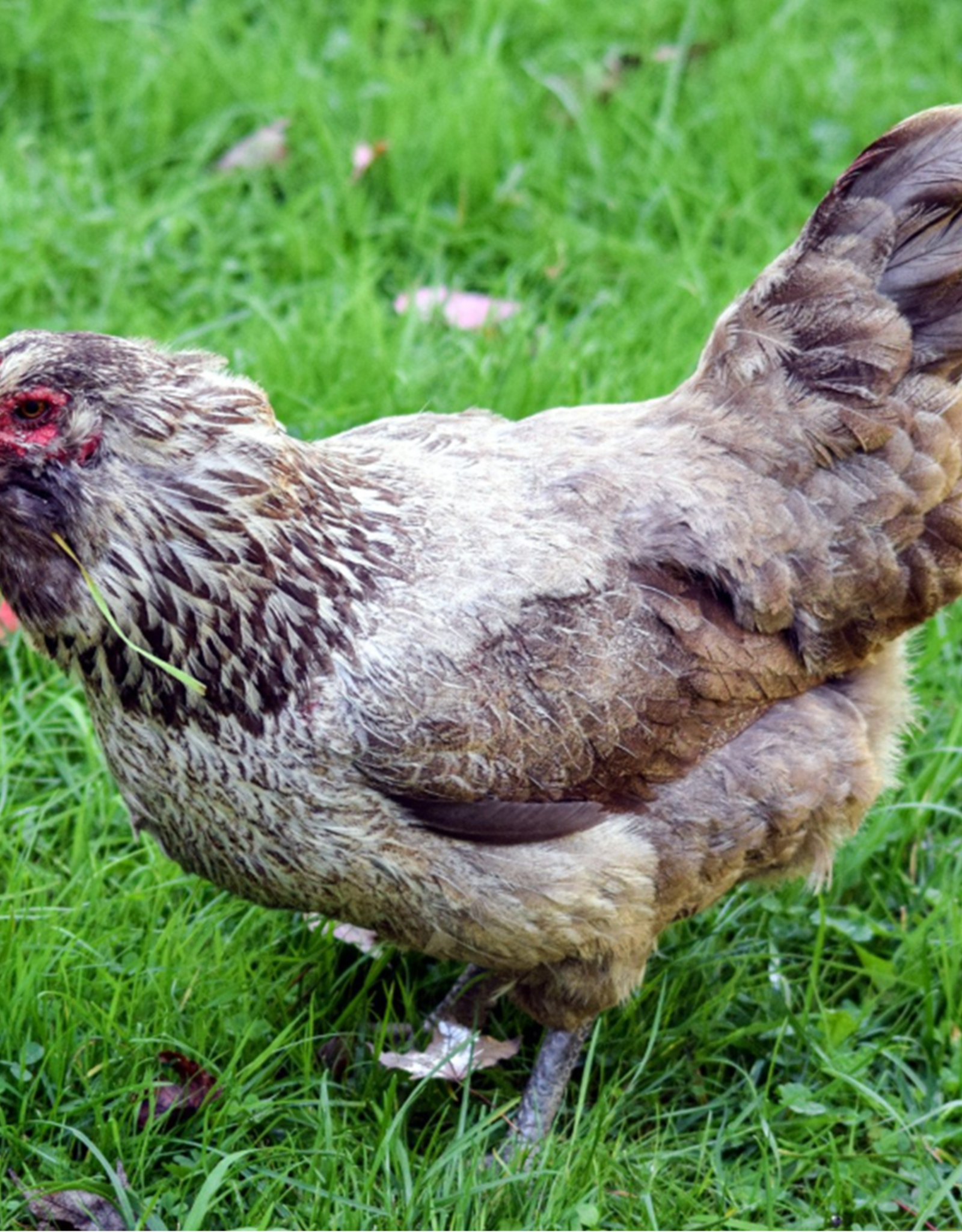 White Jersey Giant Chicks - Valley Hatchery