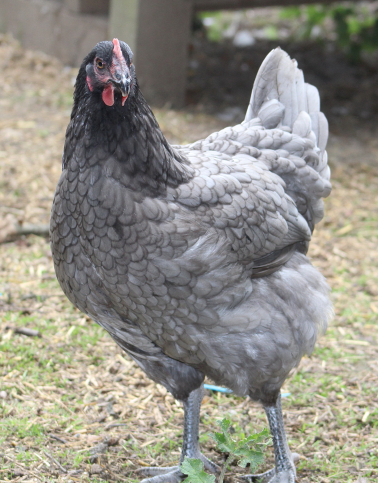 IDEAL HATCHERY CHICKS 4-22-2022