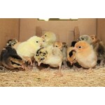 LIVE POULTRY
