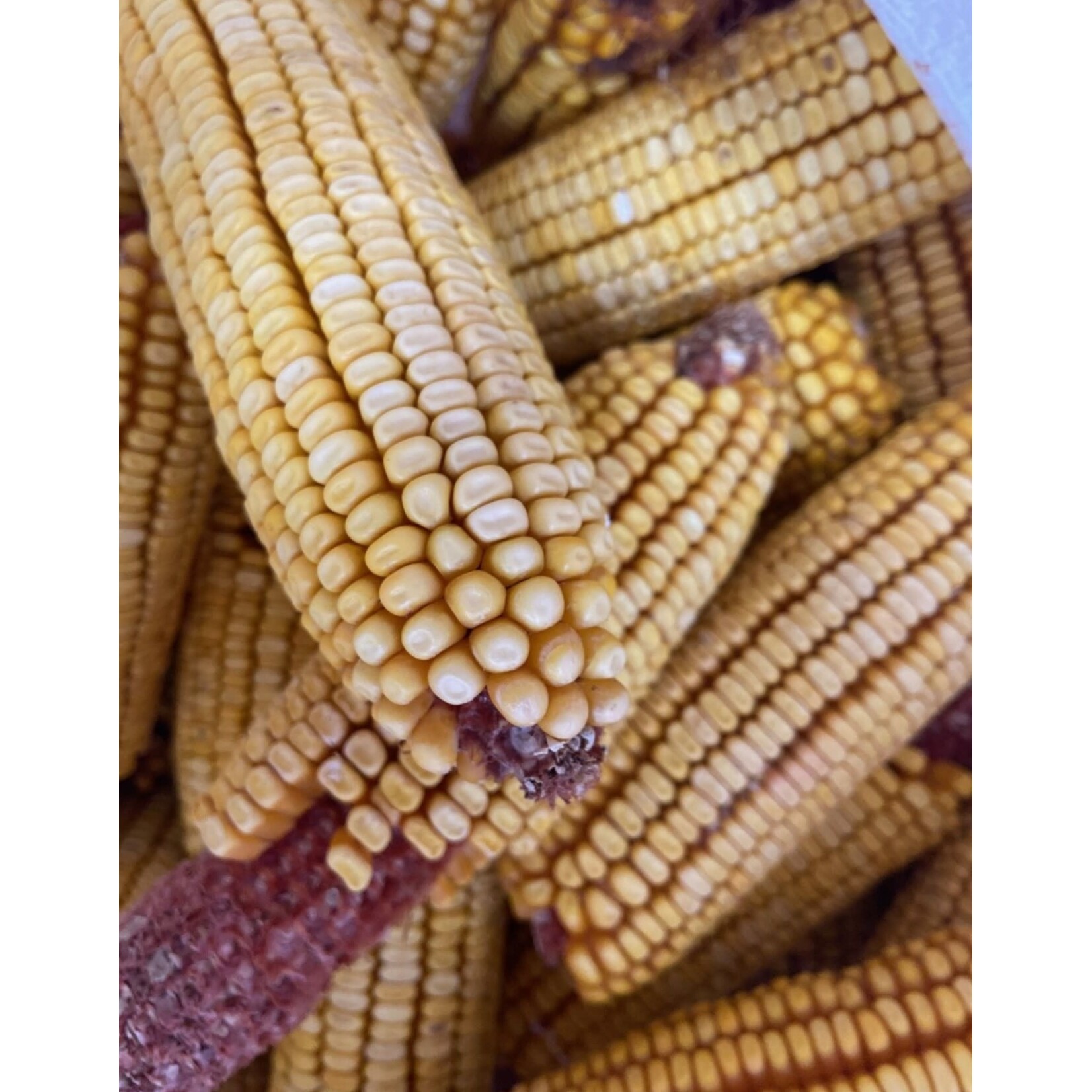 Oley Valley COB CORN 50LBS