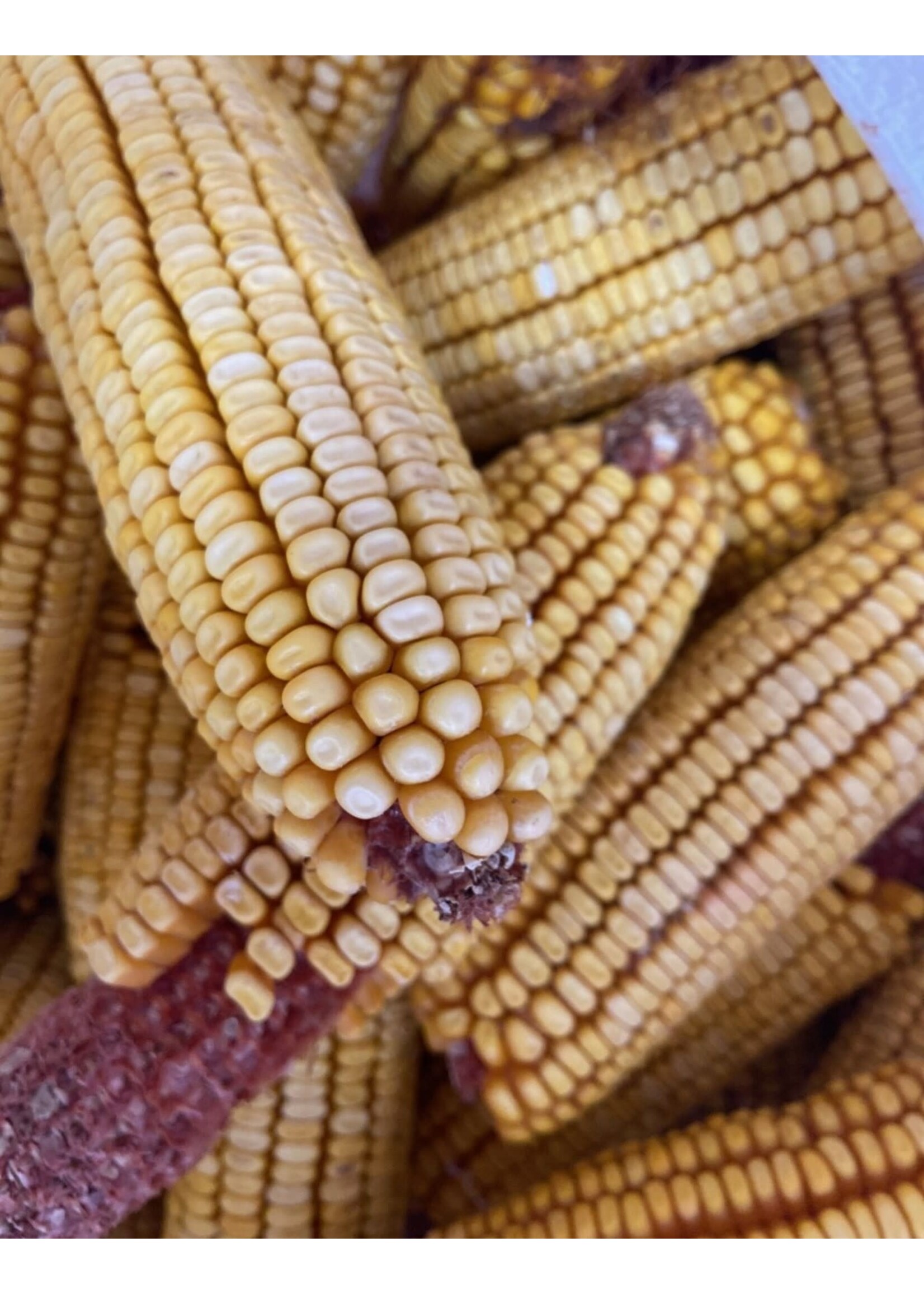 Oley Valley COB CORN 50LBS