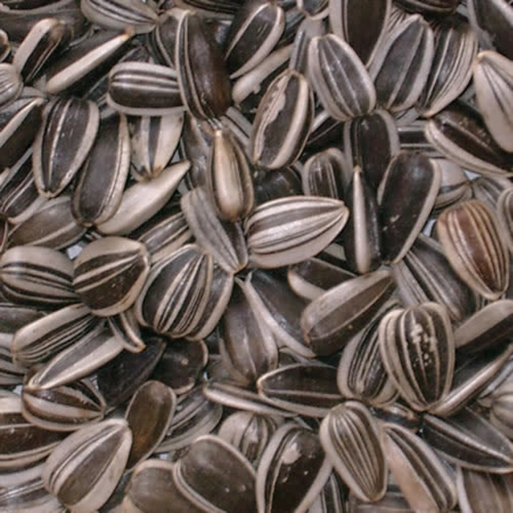 STRIPED SUNFLOWER SEED 25 LBS
