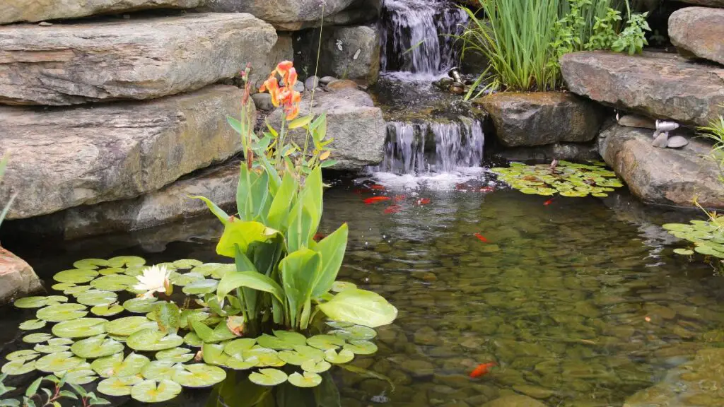 POND PHOTO