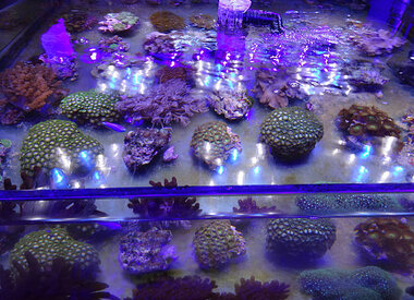 MARINE, FRESHWATER, & EXOTIC: