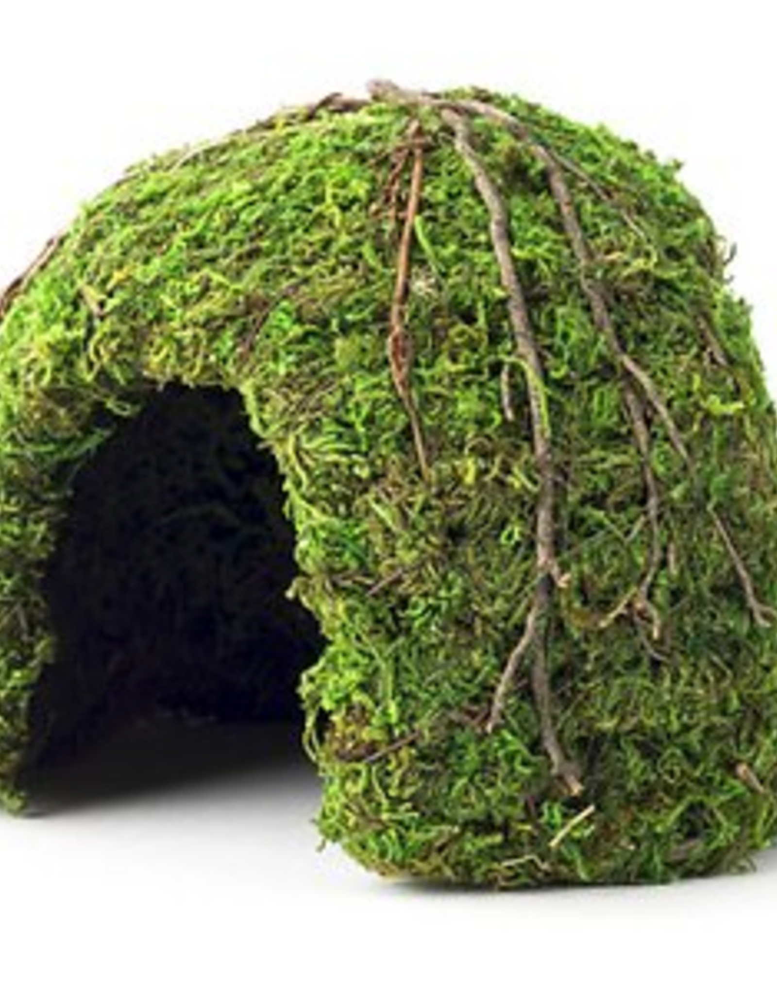 Galapagos Galapagos Mossy Dome Terrarium Hideaway  Fresh Green  1 Each/6 in