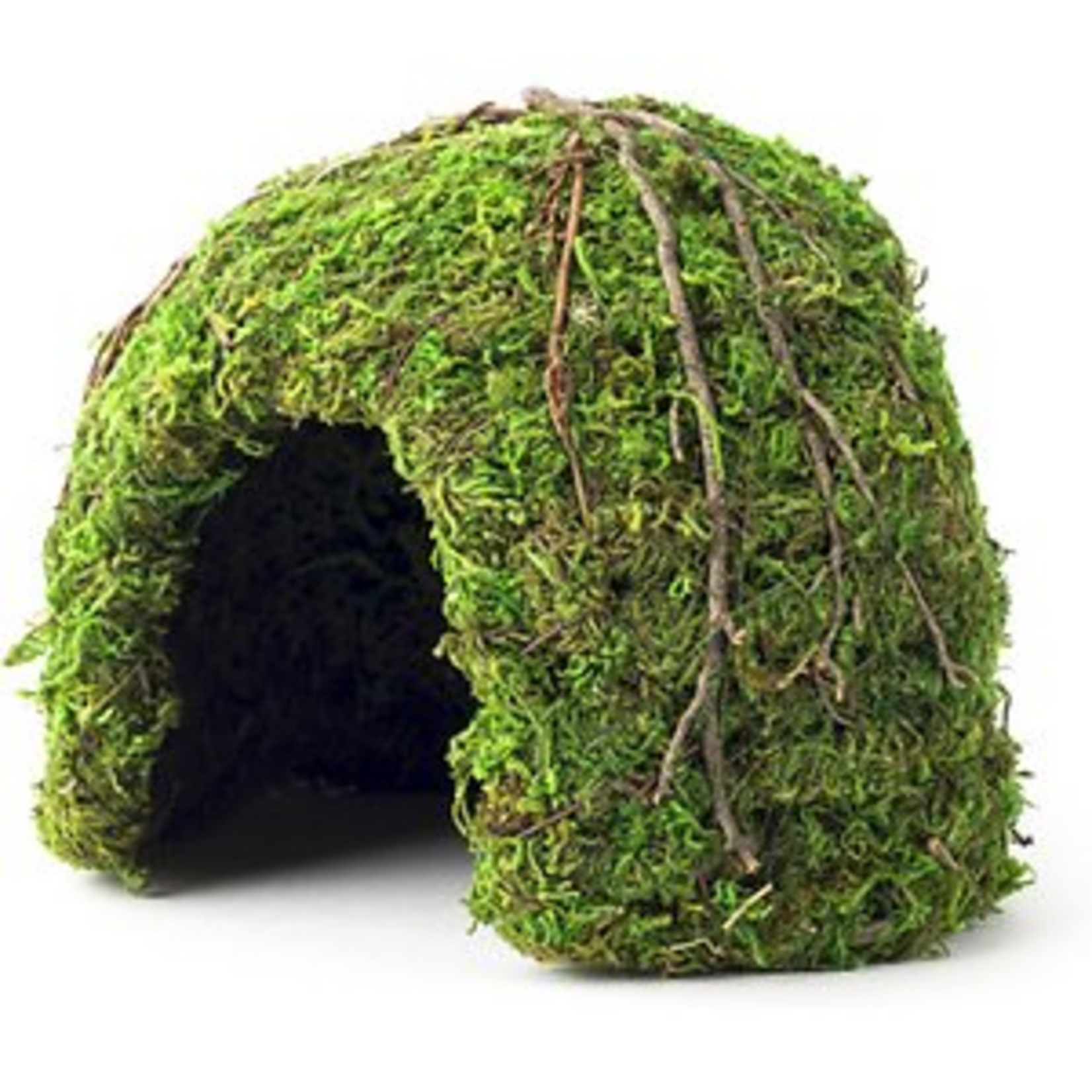 Galapagos Galapagos Mossy Dome Terrarium Hideaway Fresh Green - 6 in