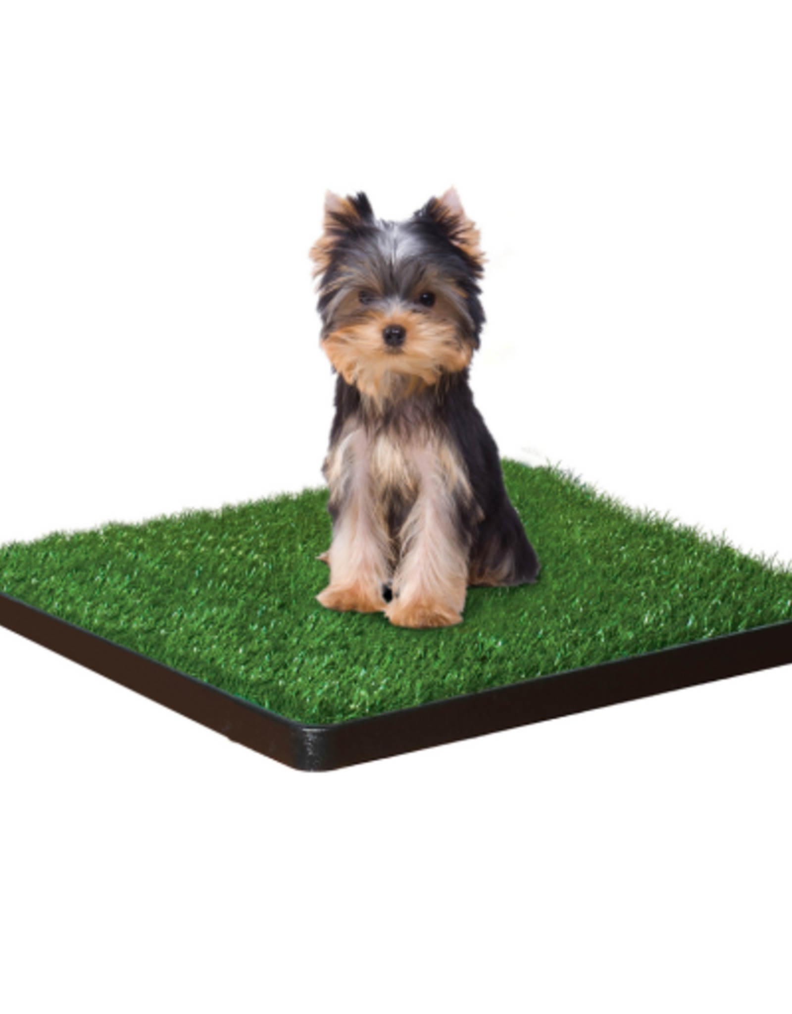 Four Paws Wee-Wee Patch Indoor Potty Small 20  x 20  x 1