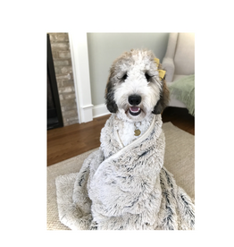 Tall Tails Tall Tails Waterproof Blanket for Dogs, Khaki 40 x 60 in.