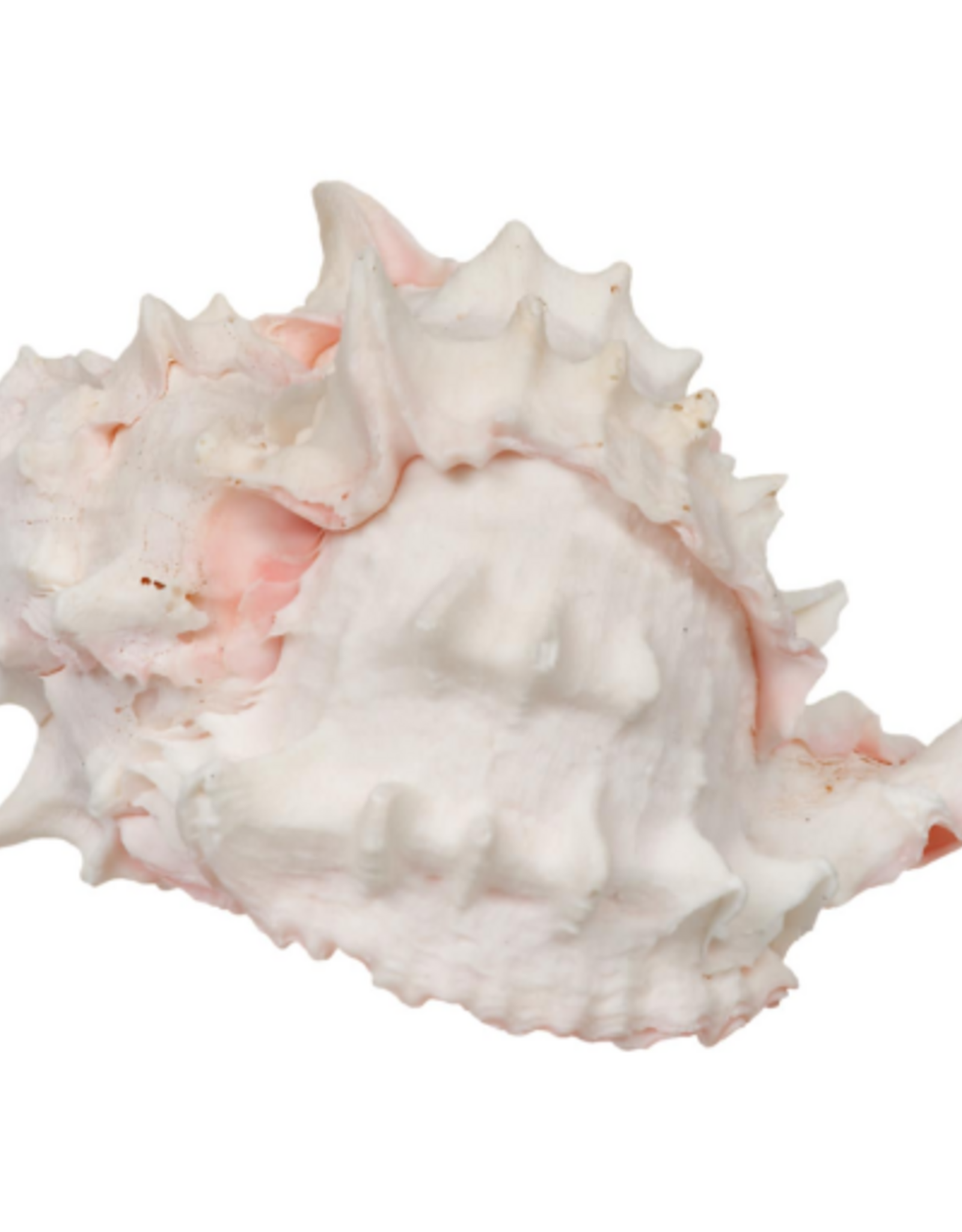 Zoo Med Zoo Med Hermit Crab Growth  Shell - Large - 1 pack