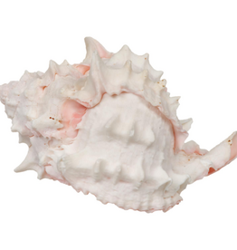 Zoo Med Zoo Med Hermit Crab Growth  Shell - Large - 1 pack